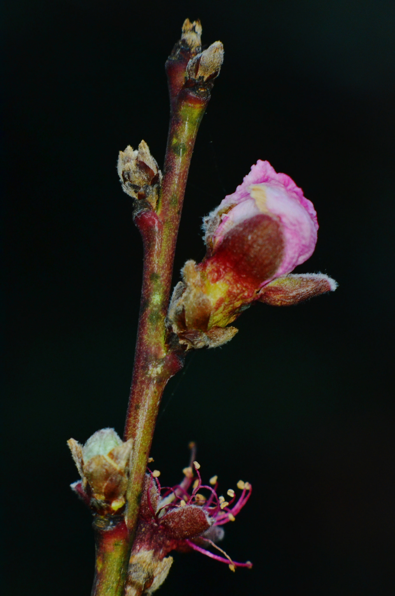 Manual Lens No CPU sample photo. Blossom photography
