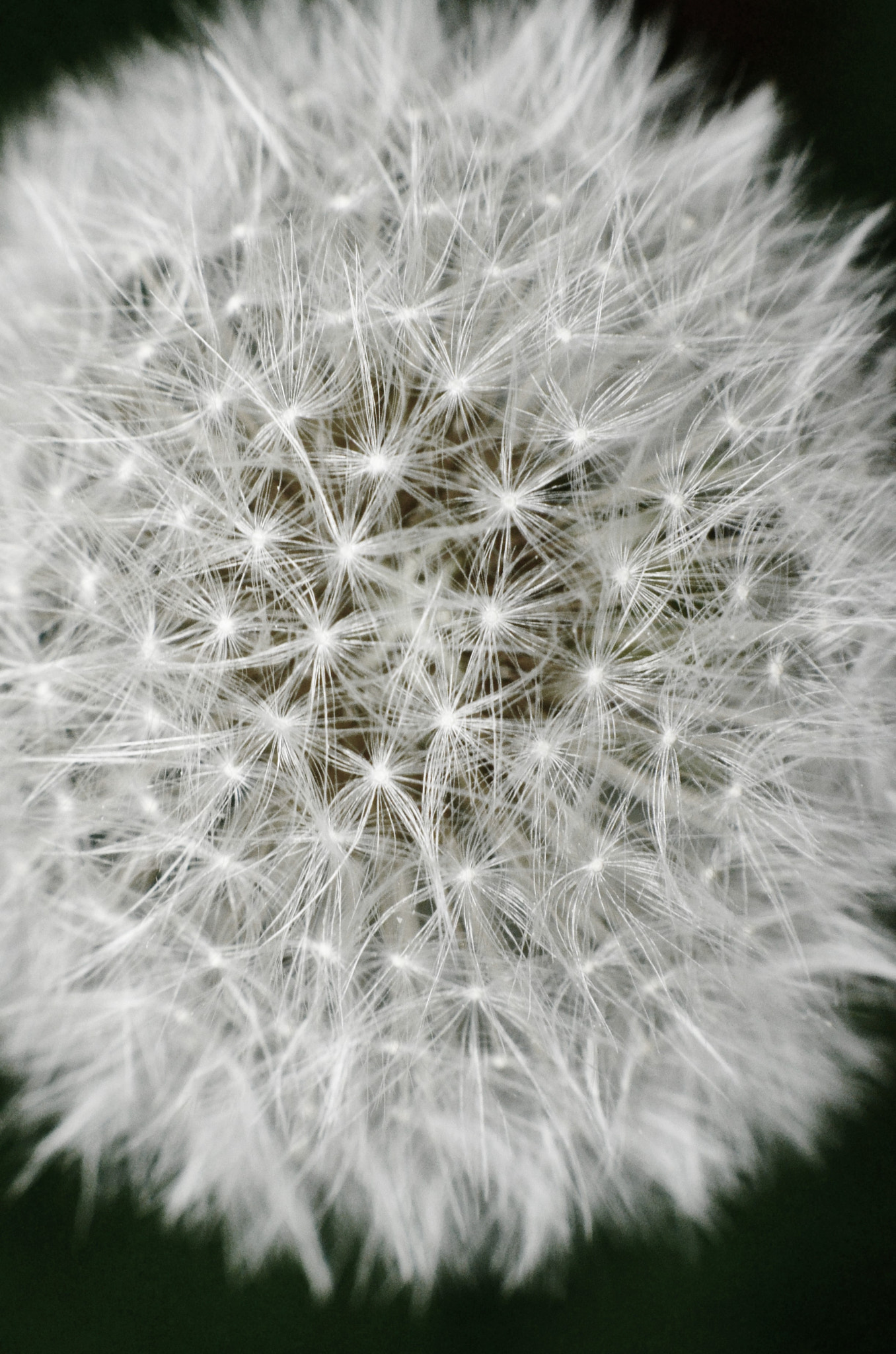 Nikon D7000 + Manual Lens No CPU sample photo. Dandilion photography