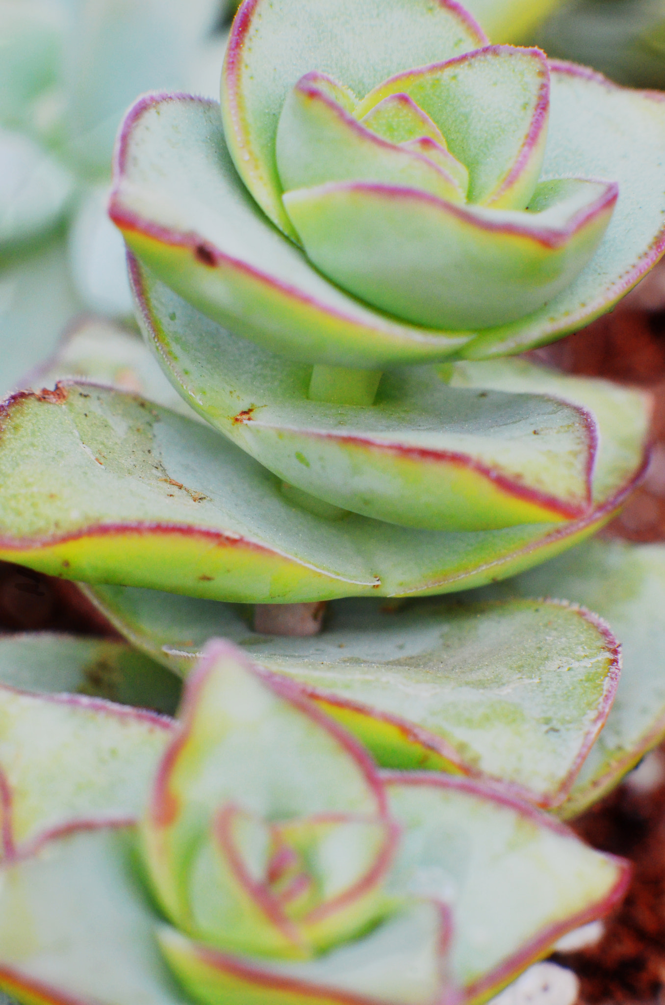 Manual Lens No CPU sample photo. Arch photography