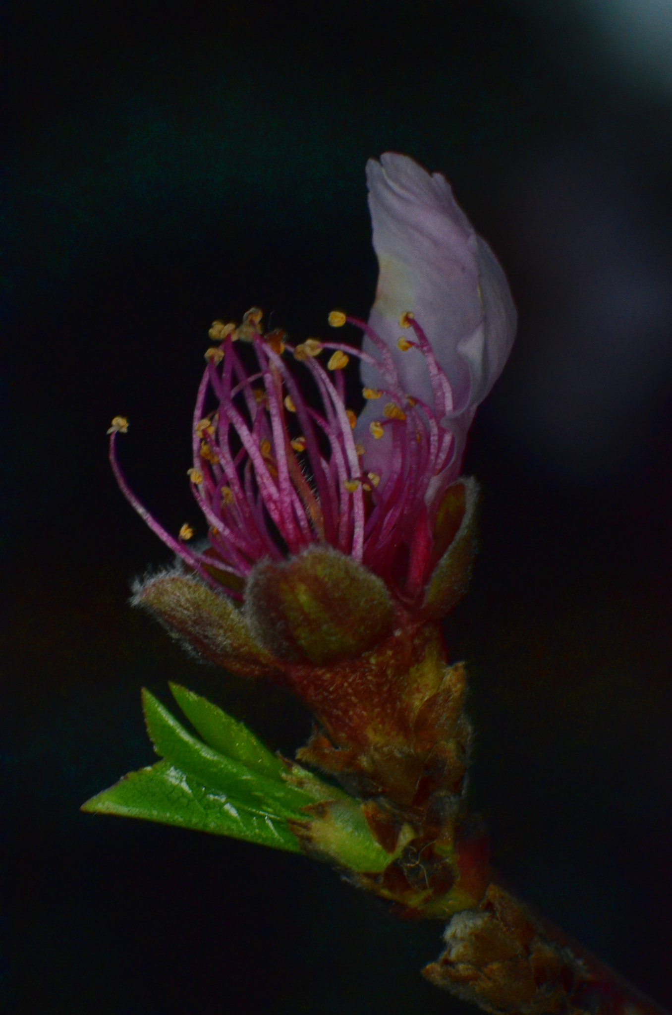 Manual Lens No CPU sample photo. Blossom photography