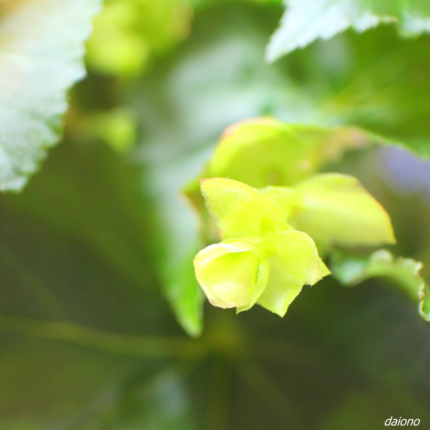 Canon EOS M + Canon EF-M 22mm F2 STM sample photo. ベゴニア photography