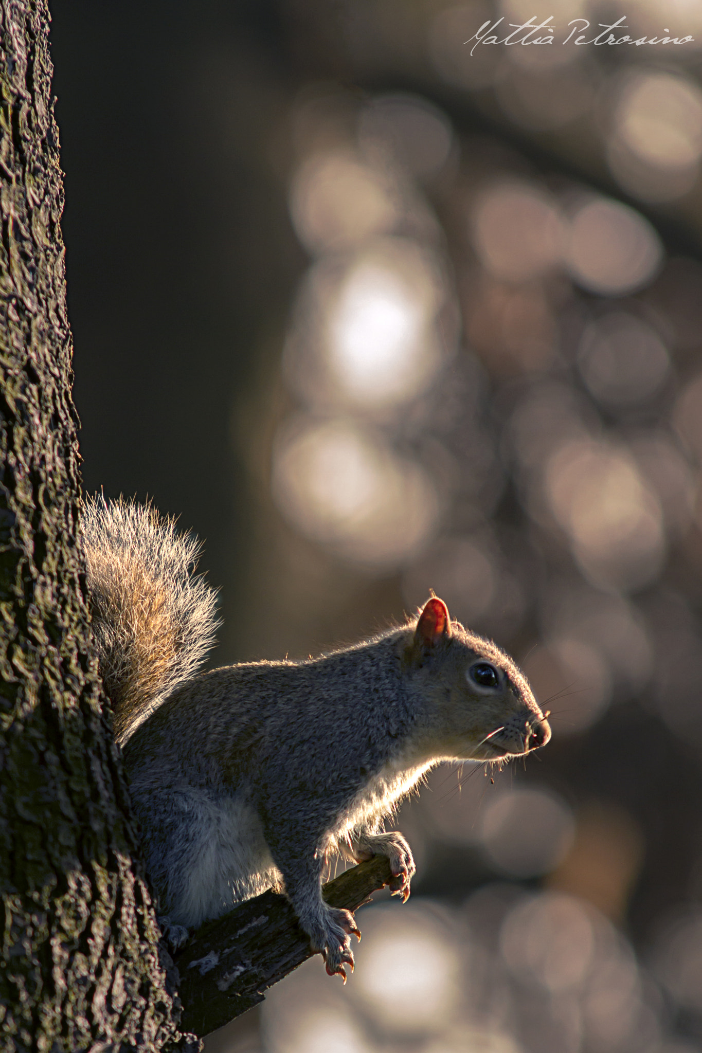 Sigma 70-200mm F2.8 EX DG OS HSM sample photo. Squirrel photography