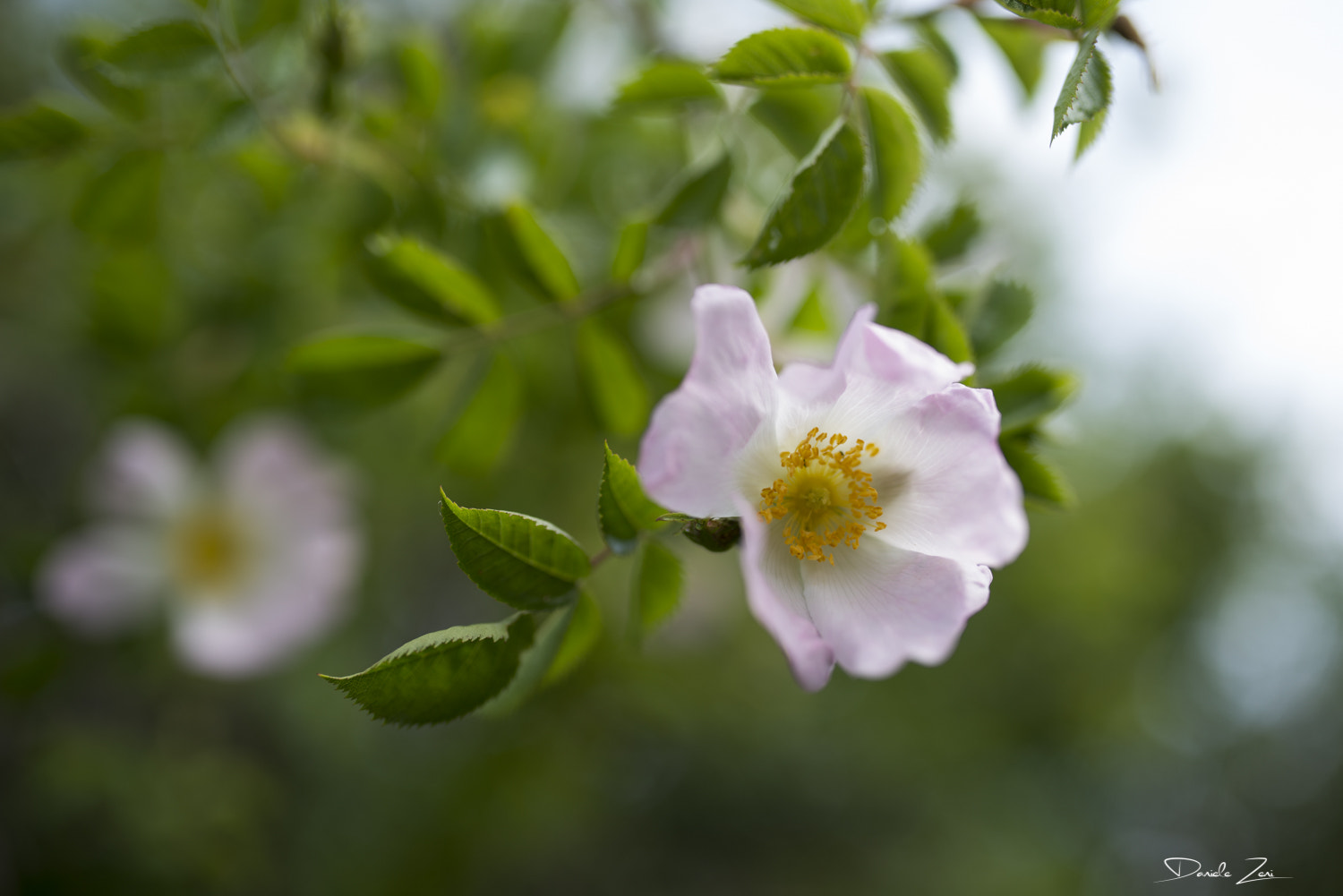 Nikon D800 + Sigma 35mm F1.4 DG HSM Art sample photo. Fiori photography