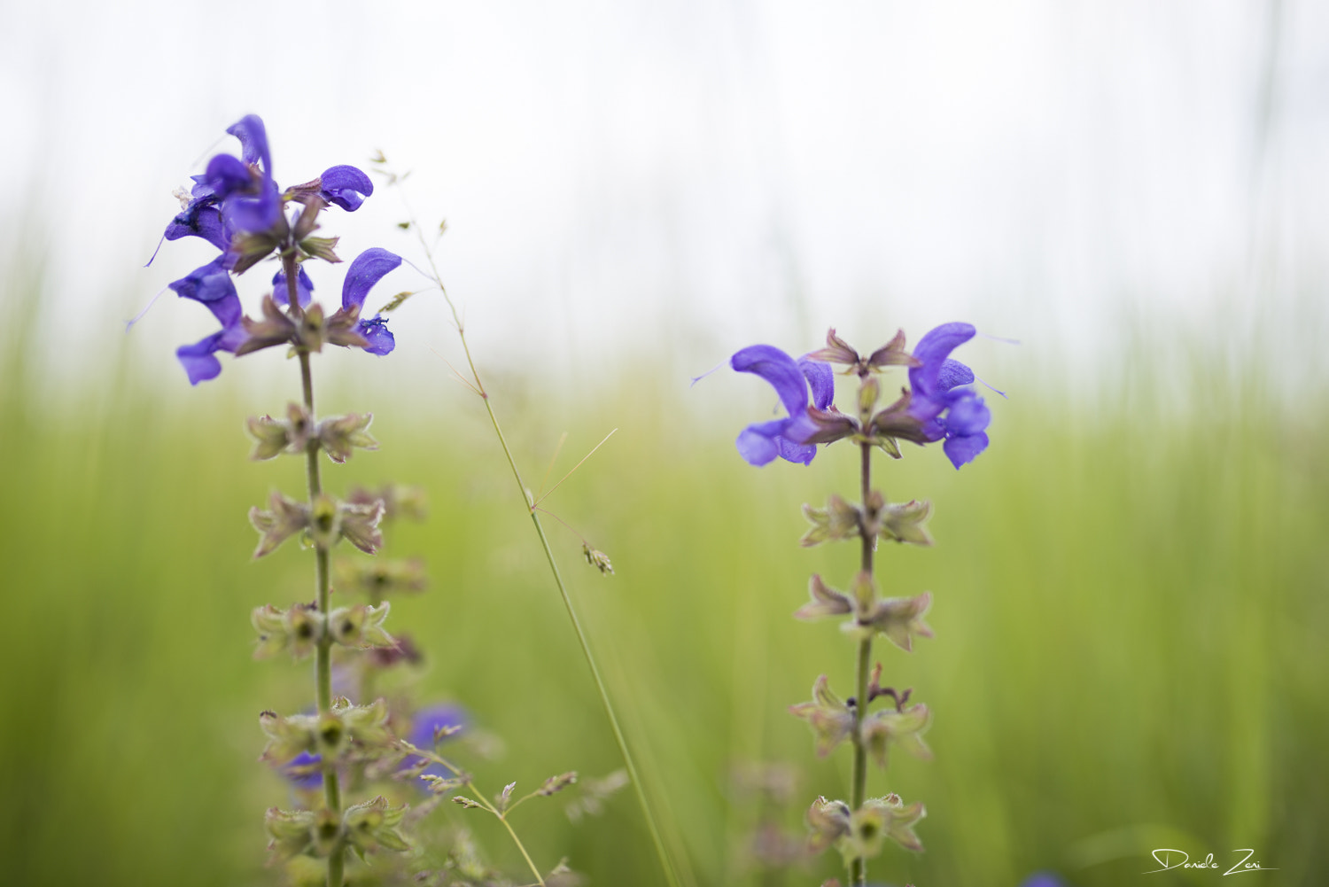 Nikon D800 + Sigma 35mm F1.4 DG HSM Art sample photo. Fiori photography
