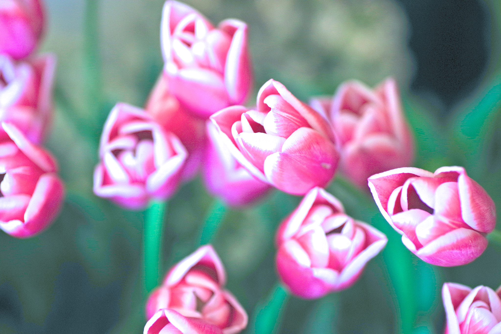 Pentax K-1 sample photo. Tulip photography