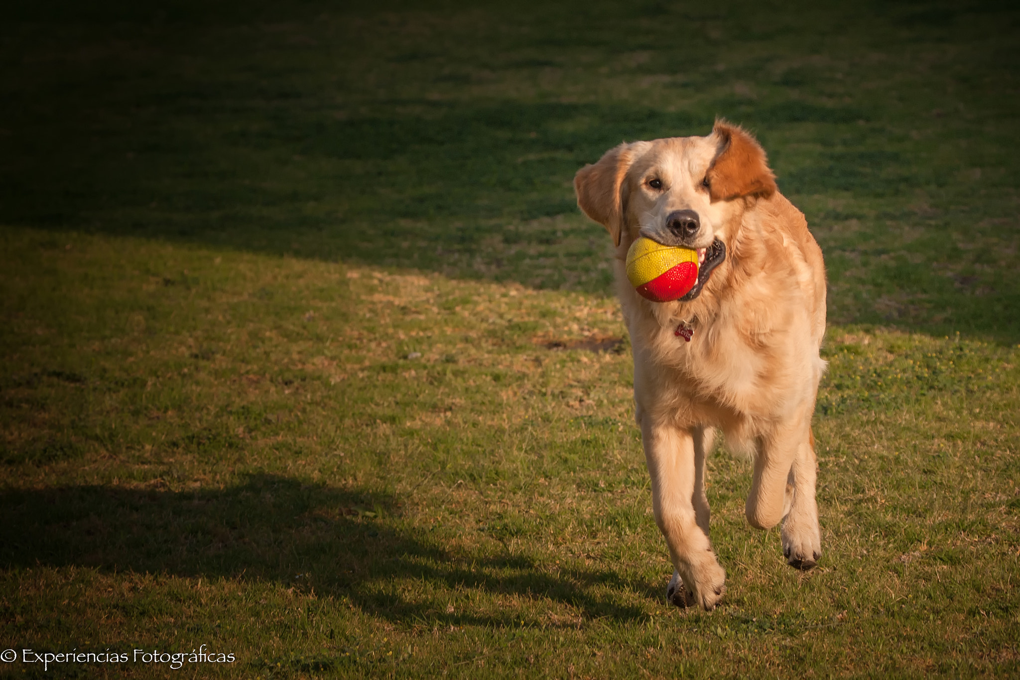 Canon EOS-1D Mark III sample photo. Where is my eye? photography