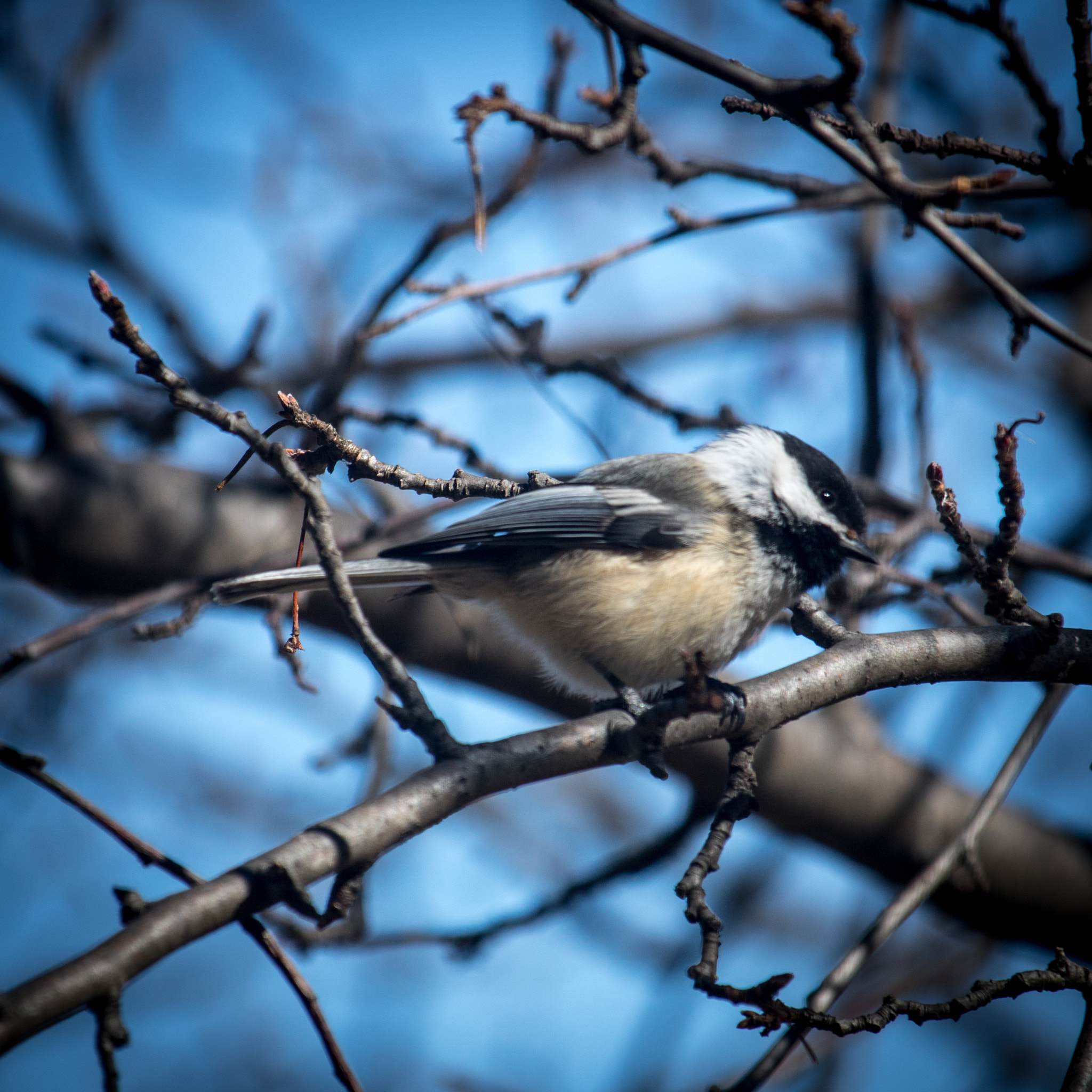 Canon EF-S 55-250mm F4-5.6 IS STM sample photo. Backyard birds - chickadee photography