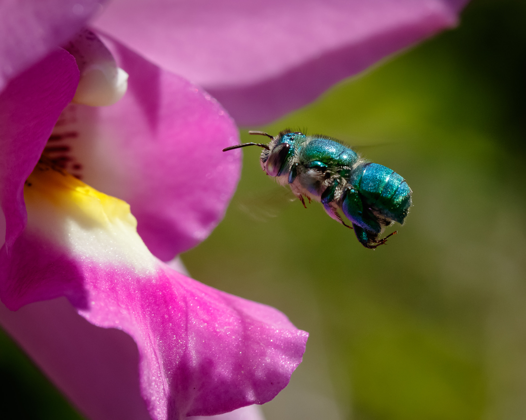 Canon EF 100mm F2.8 Macro USM sample photo. Call the ball photography