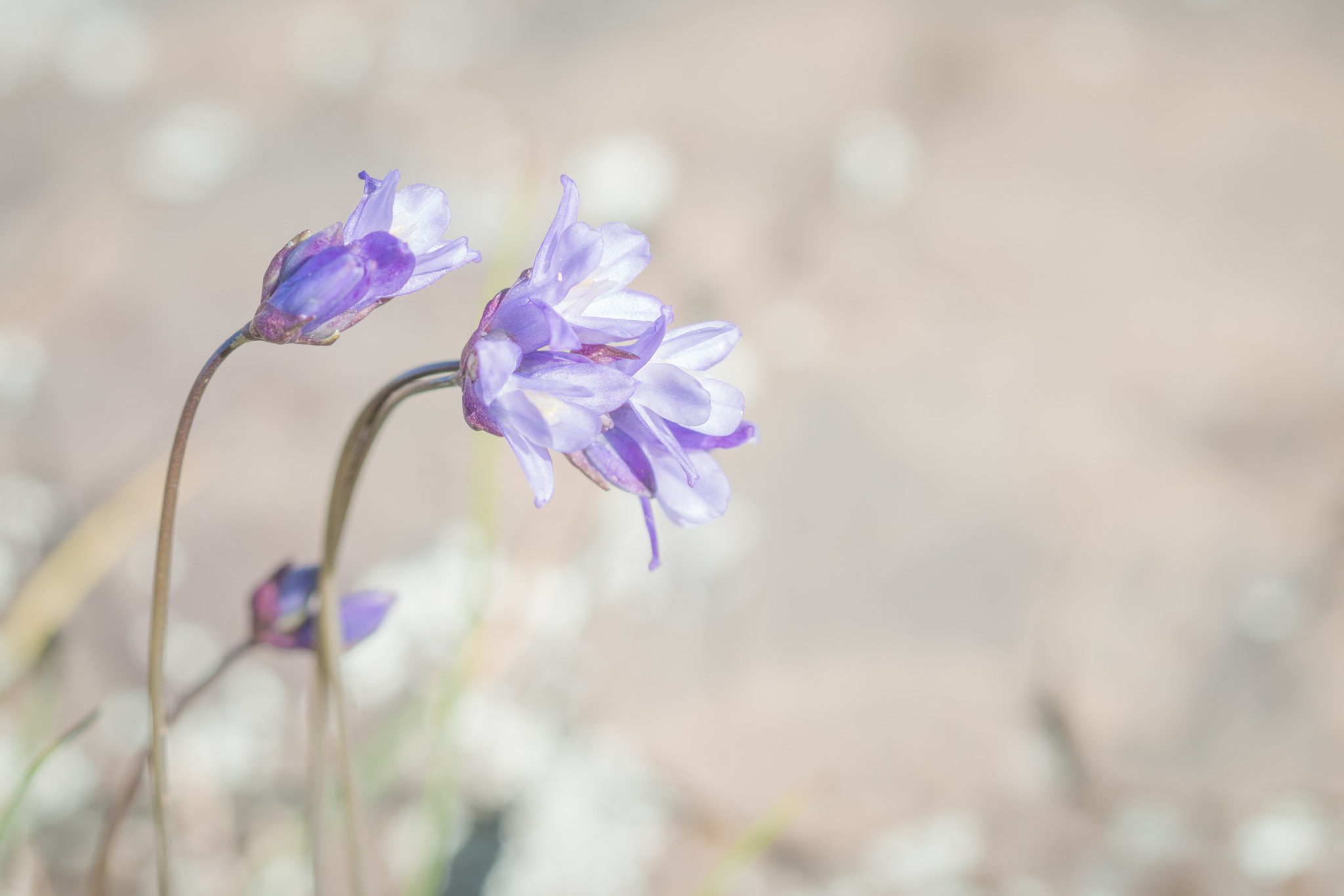 Canon EF 100mm F2.8 Macro USM sample photo. Another wildflower photography