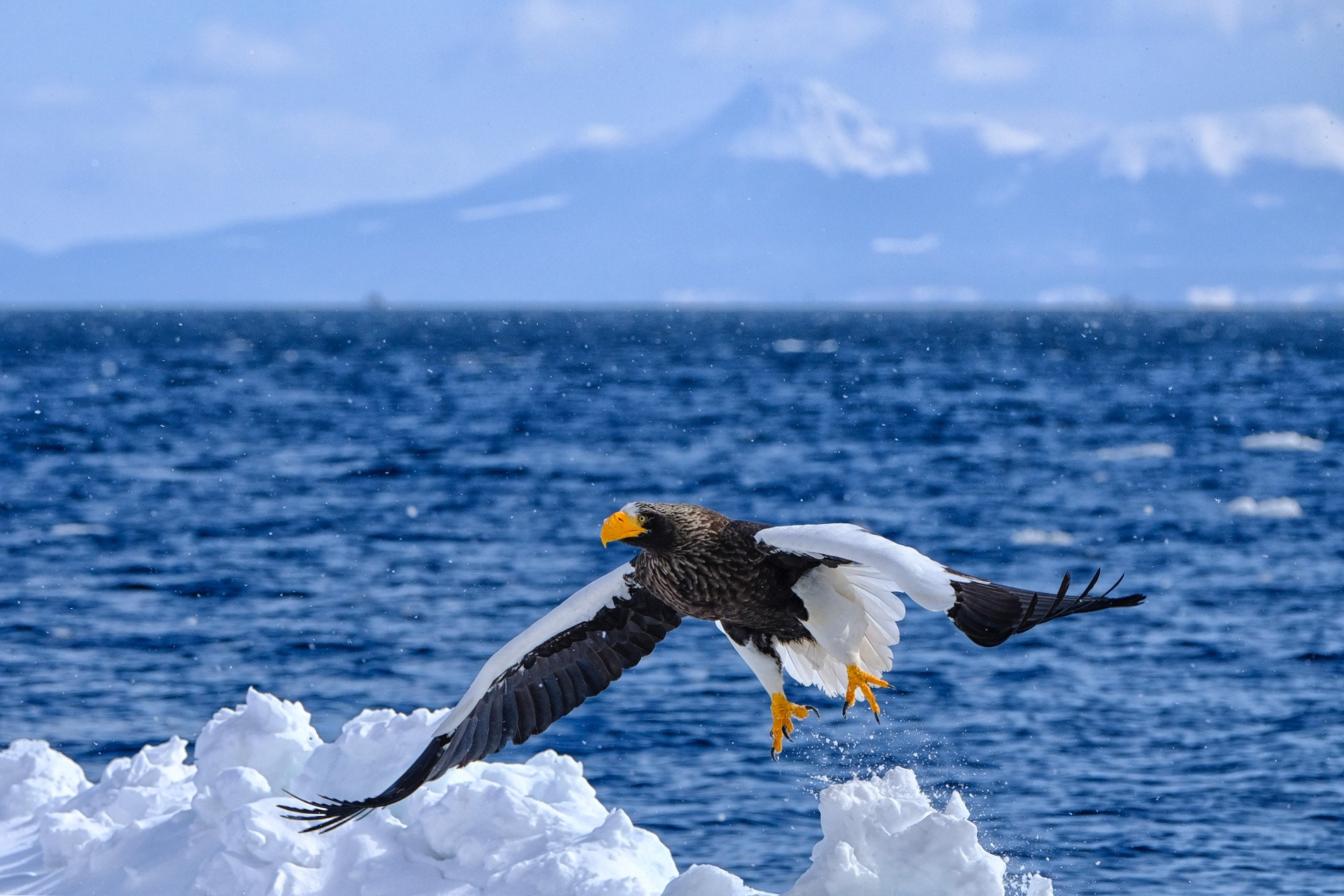 Fujifilm X-T2 + Fujifilm XF 100-400mm F4.5-5.6 R LM OIS WR sample photo. Steller photography