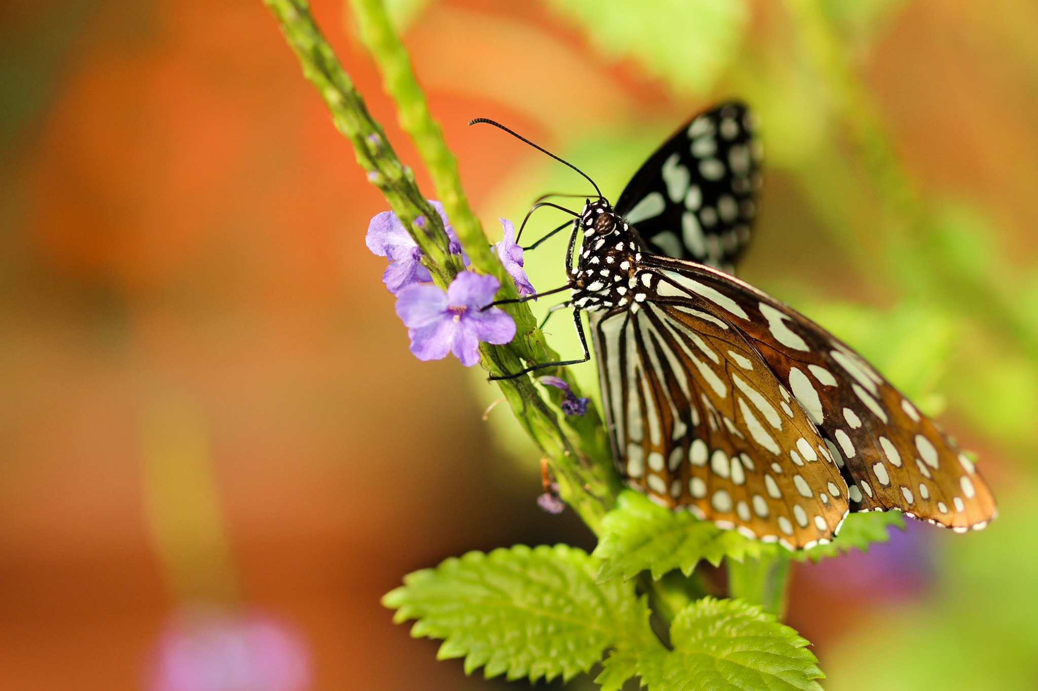 Canon EF 100mm F2.8 Macro USM sample photo. More butterflies... photography