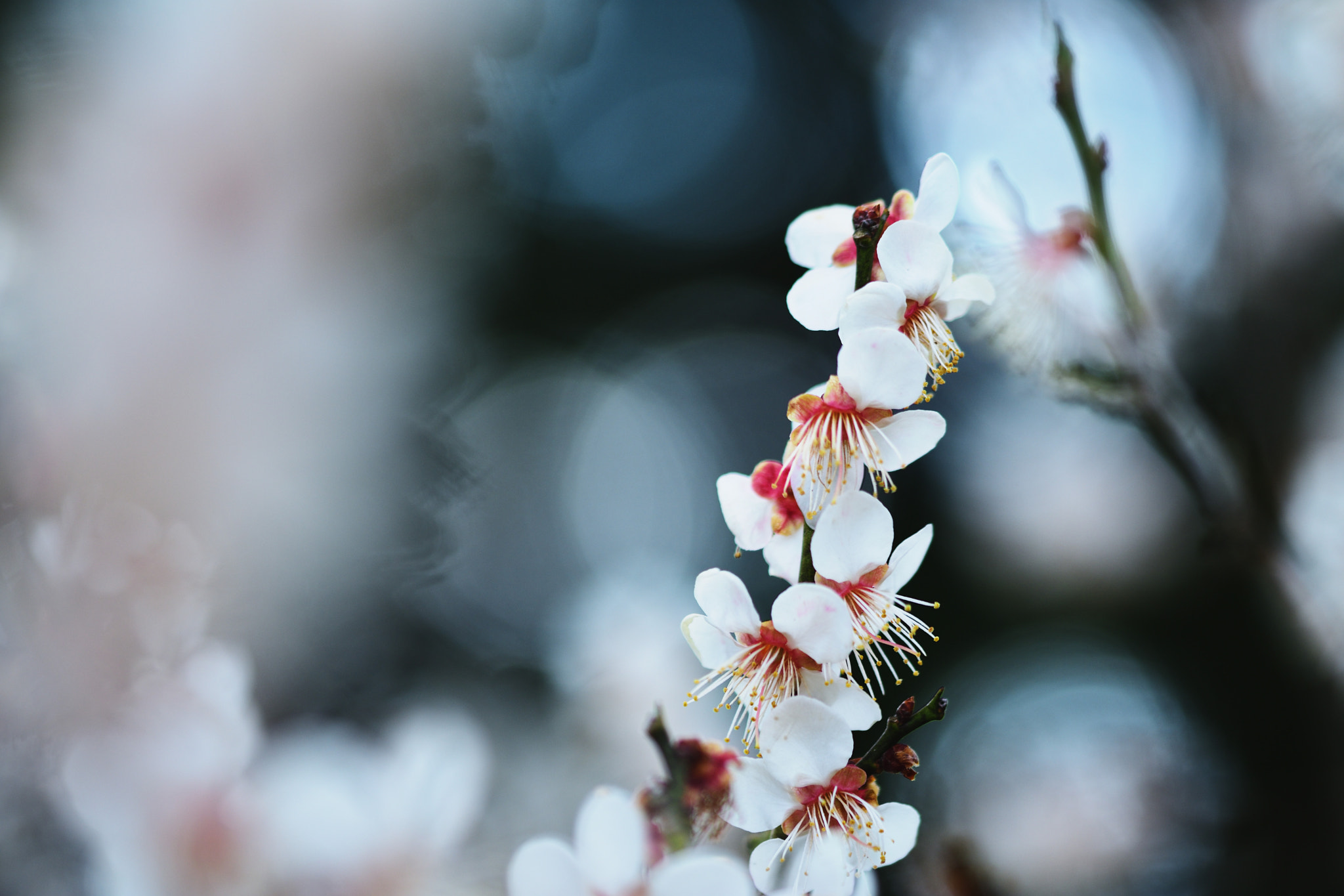 Sigma 105mm F2.8 EX DG OS HSM sample photo