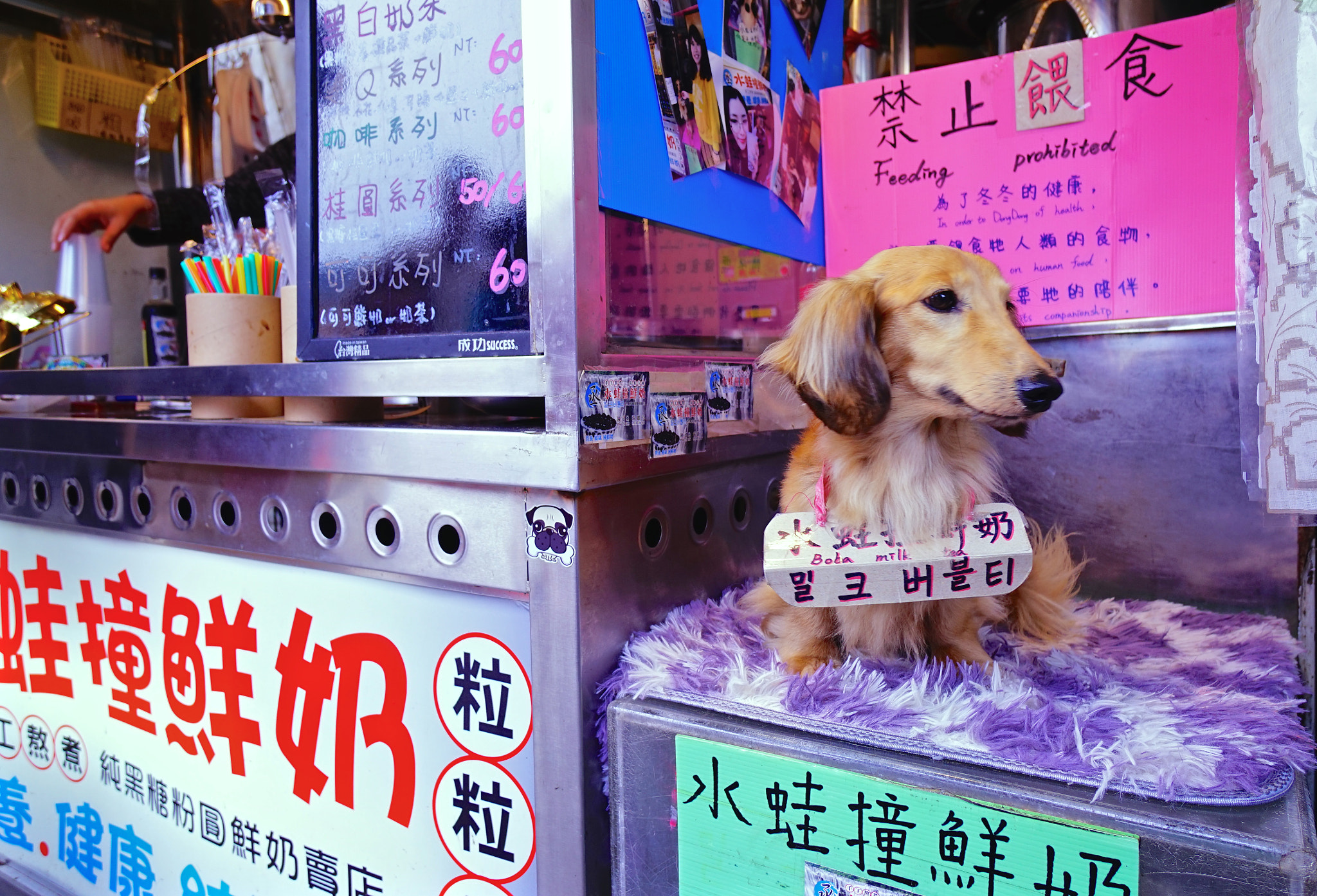 Sony a7R sample photo. Soy bean dog photography