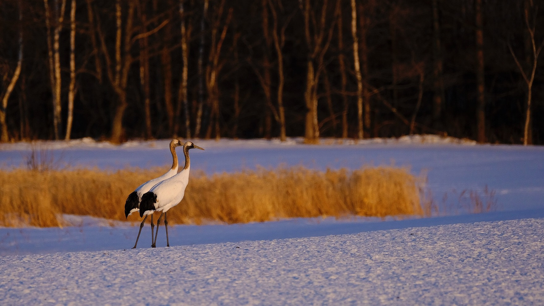 Fujifilm XF 100-400mm F4.5-5.6 R LM OIS WR sample photo. Red-crowned cranes photography