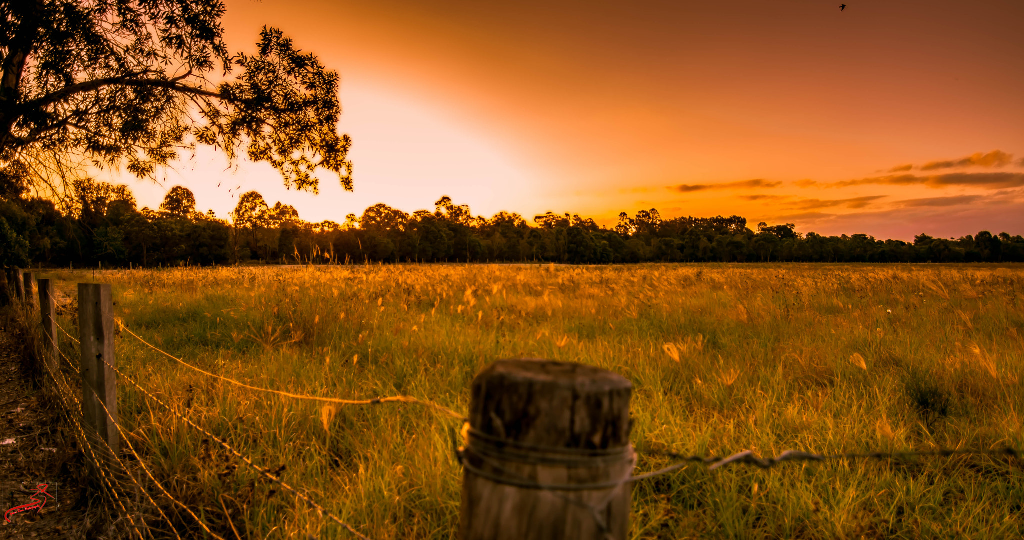 Nikon D5300 + Tokina AT-X Pro 11-16mm F2.8 DX II sample photo. Sunset at oxley photography