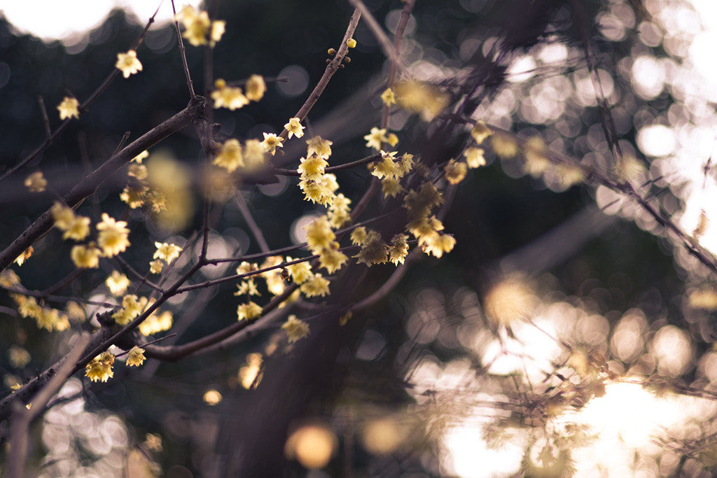 Pentax K-1 sample photo. Mei flower photography