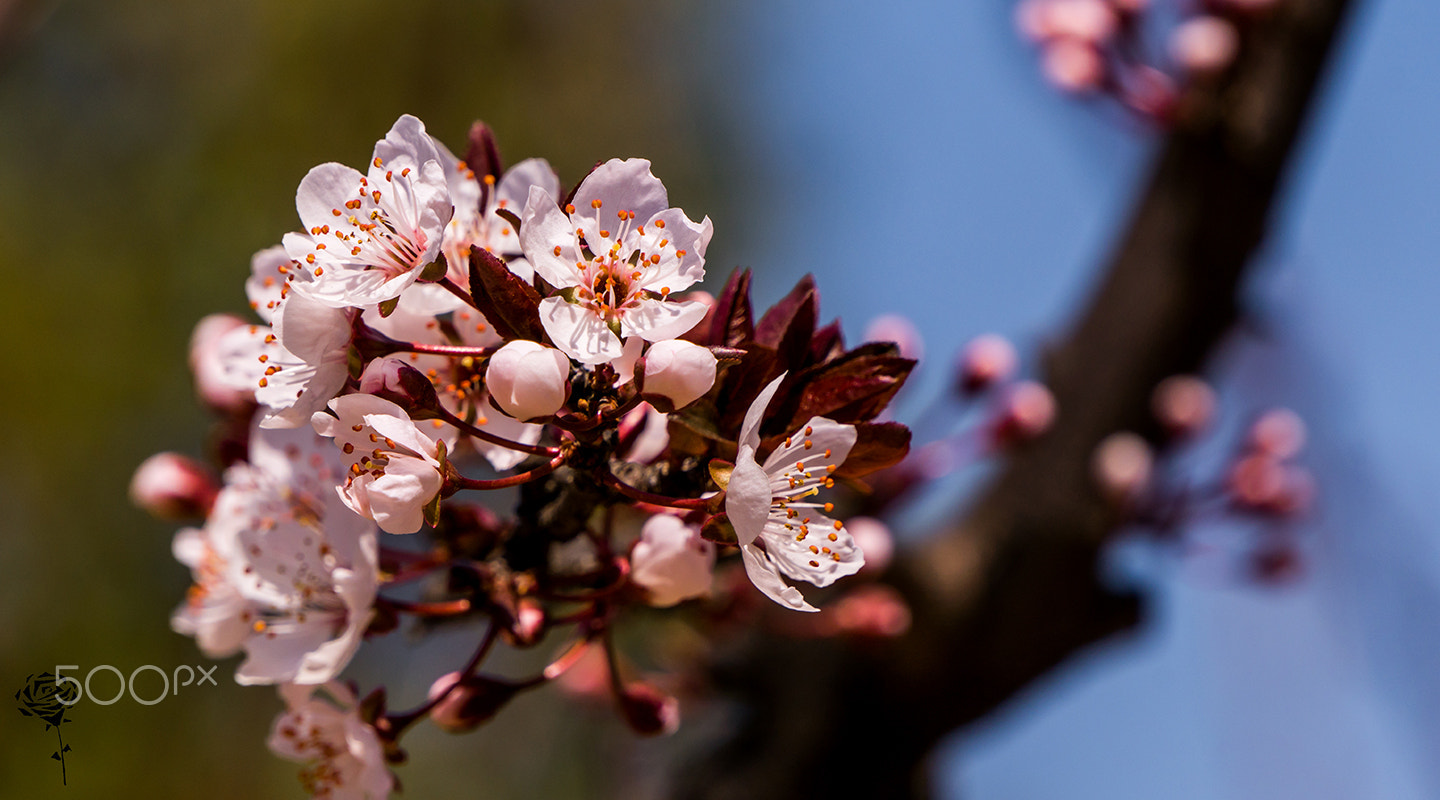 Sony a6300 + Sony E 55-210mm F4.5-6.3 OSS sample photo. Cherry blossom photography