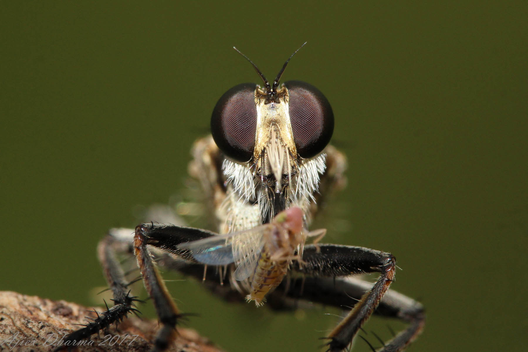 Canon EF-S 60mm F2.8 Macro USM sample photo. With my prey  photography