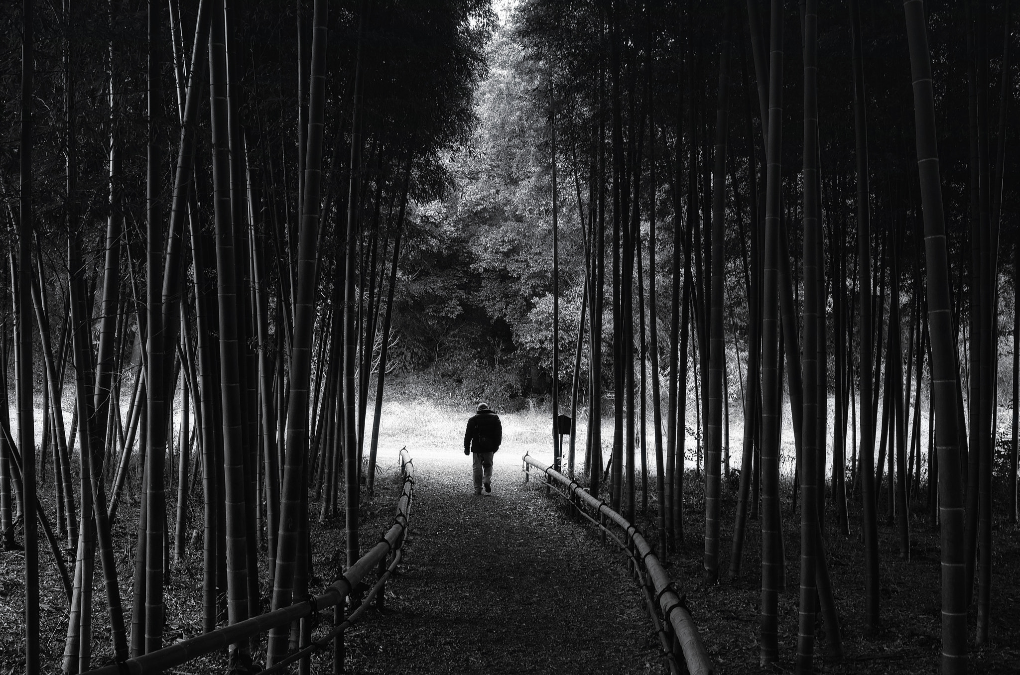 Leica X Vario sample photo. Bamboo promenade photography