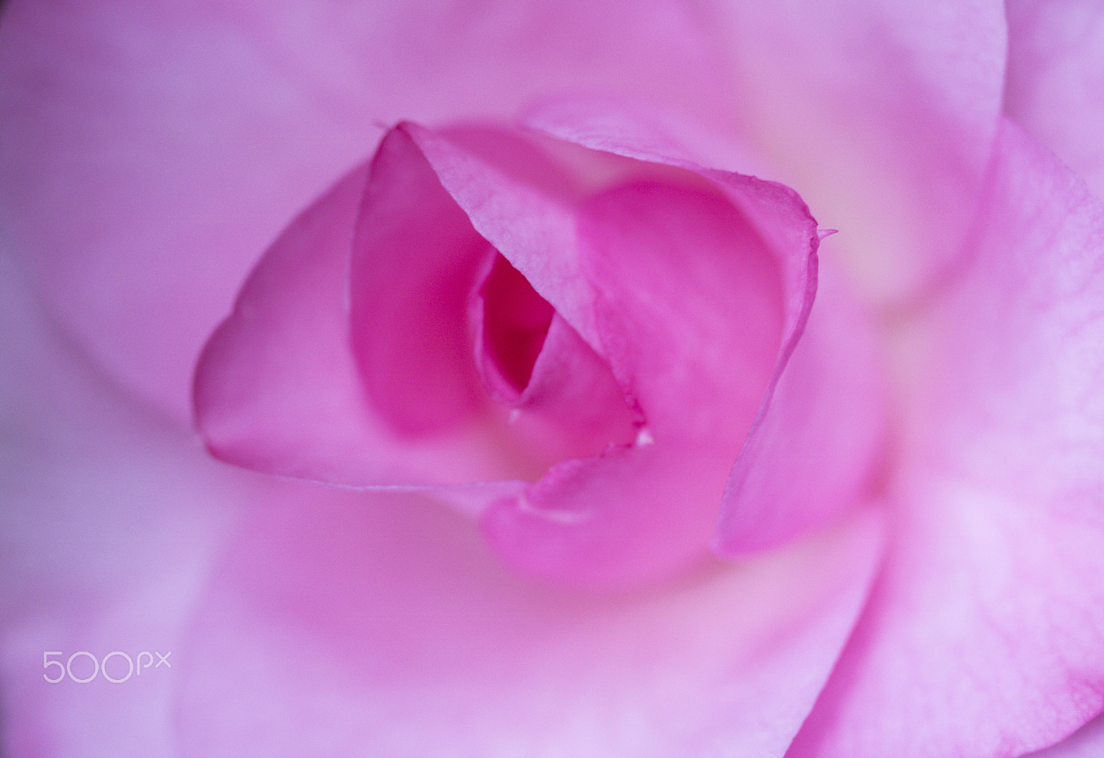Canon EF 100mm F2.8 Macro USM sample photo. Close up photography