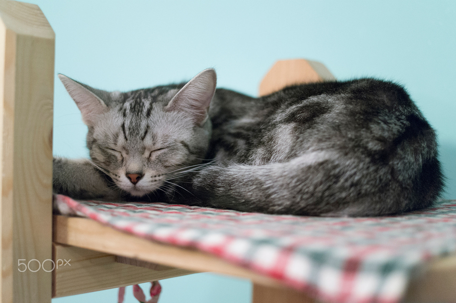 Samsung NX 30mm F2 Pancake sample photo. American shorthair photography