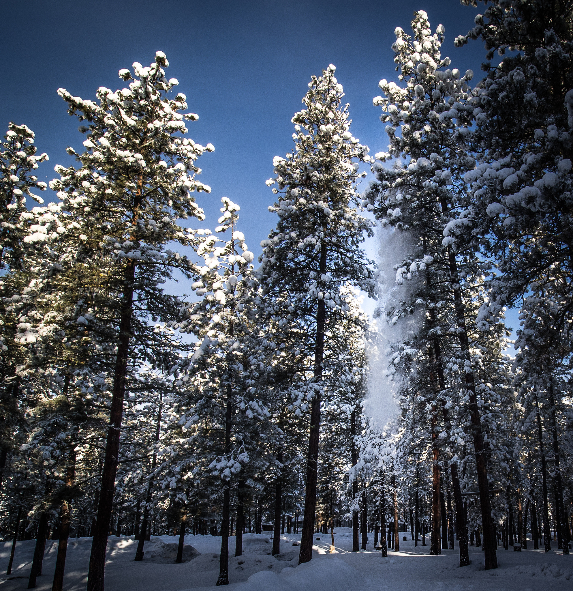 Olympus OM-D E-M5 sample photo. Snow on trees photography