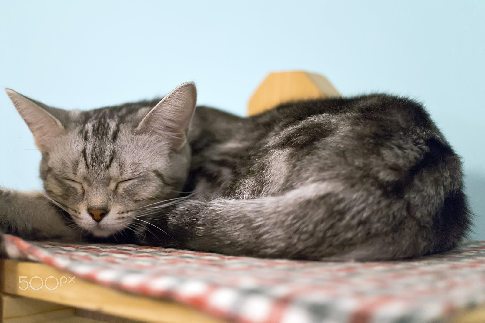 Samsung NX 30mm F2 Pancake sample photo. American shorthair.jpg photography