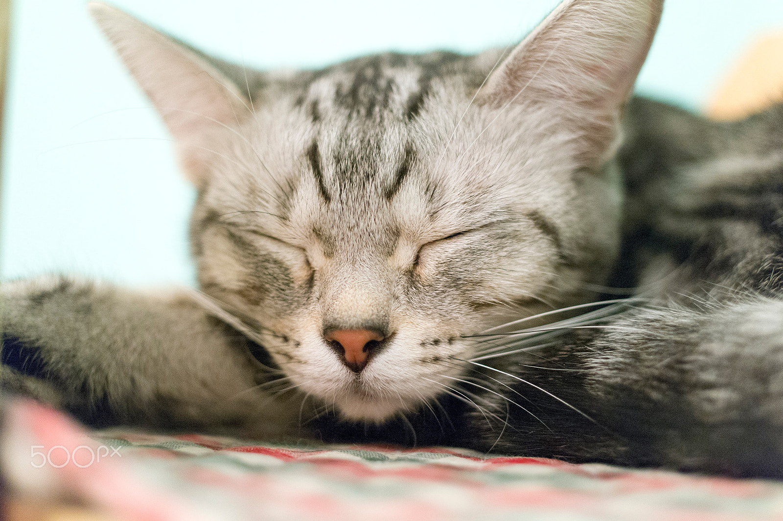 Samsung NX 30mm F2 Pancake sample photo. American shorthair.jpg photography