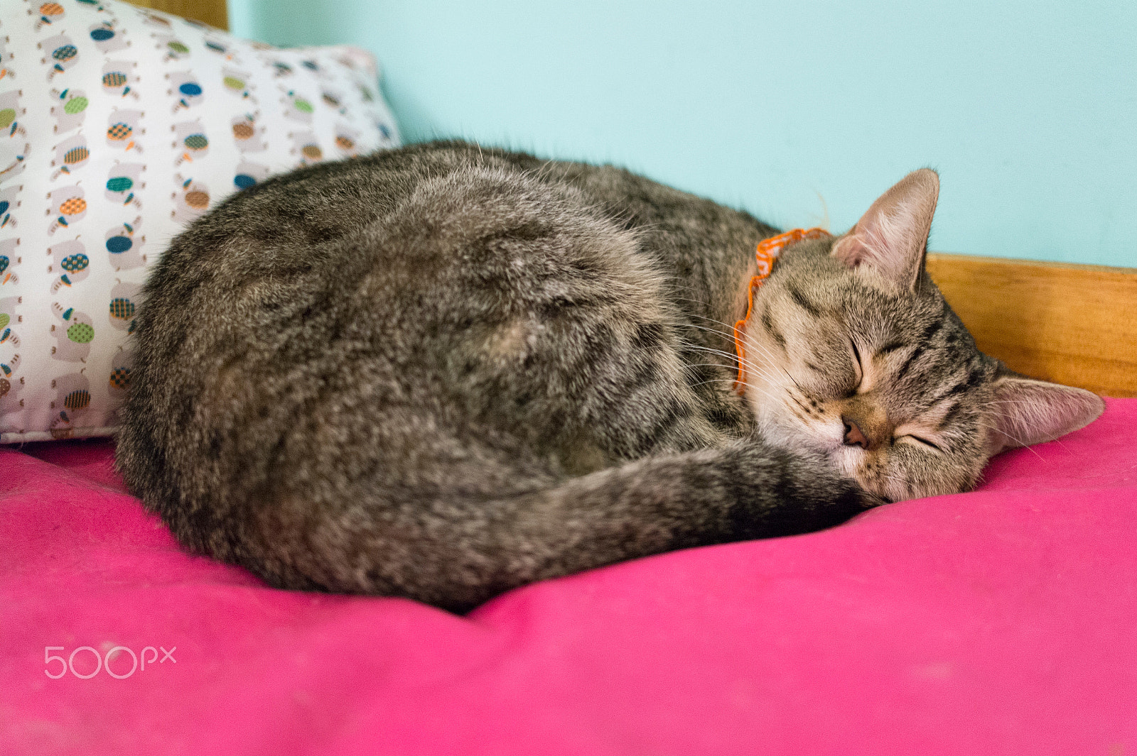 Samsung NX 30mm F2 Pancake sample photo. Cat photography