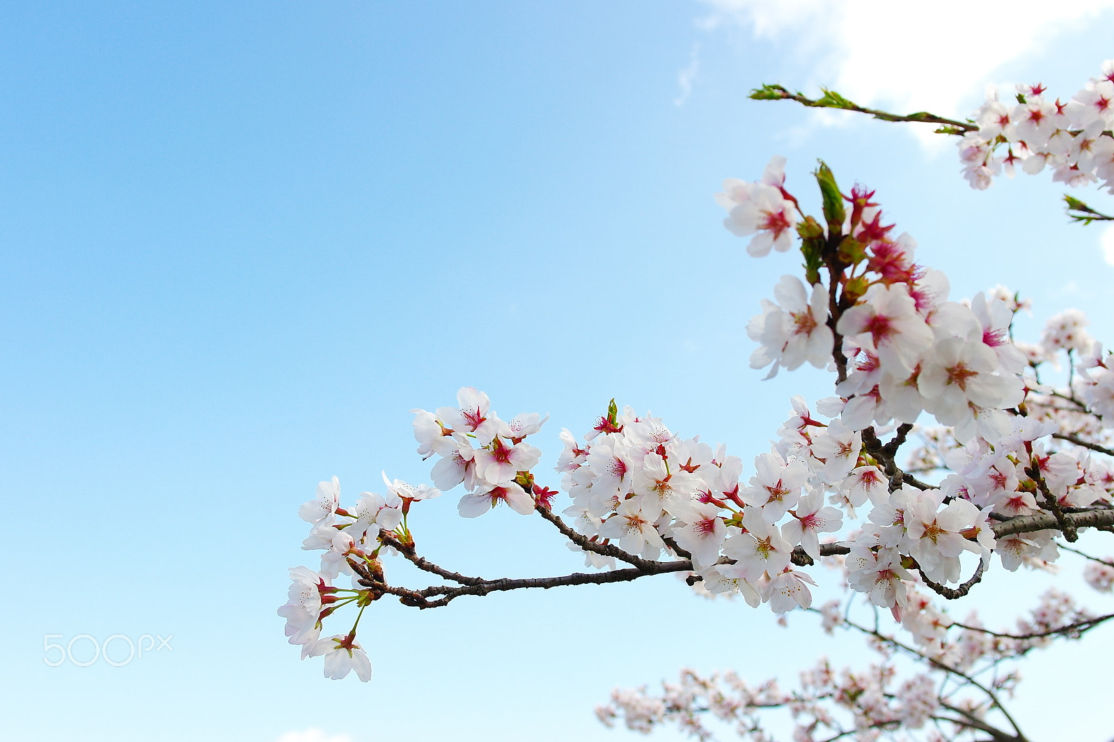 Samsung NX100 sample photo. Cherry blossom photography