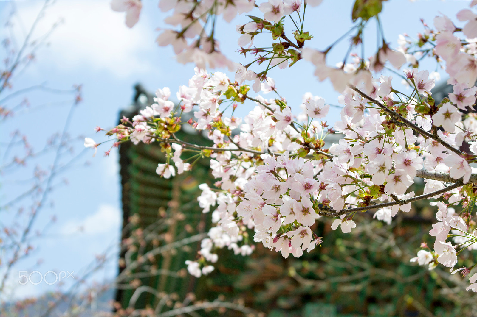 Samsung NX100 sample photo. Temple cherry blossom photography