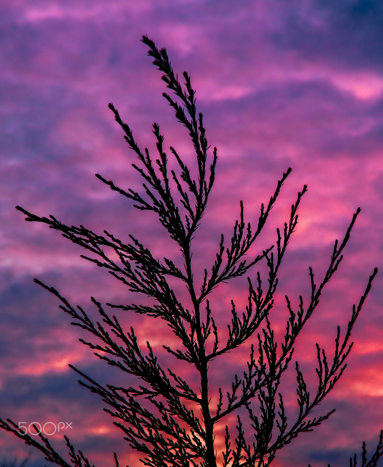 Canon EOS 5DS R sample photo. Cedar sunset photography