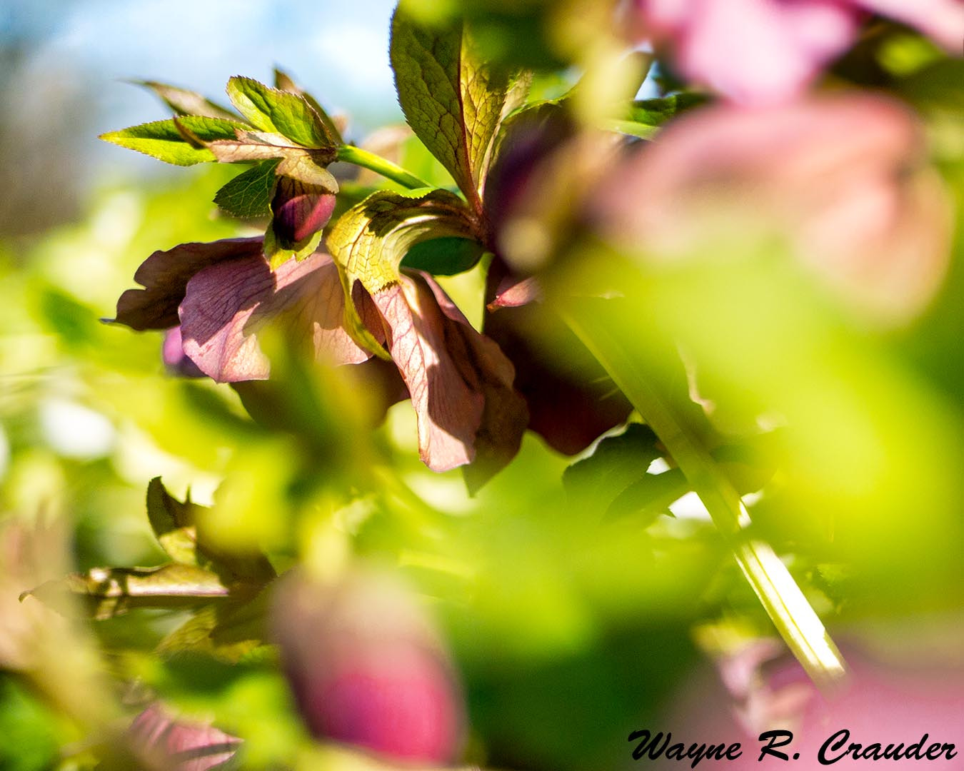 Panasonic Lumix DMC-GF5 + LUMIX G 25/F1.7 sample photo. Bernheim march photography