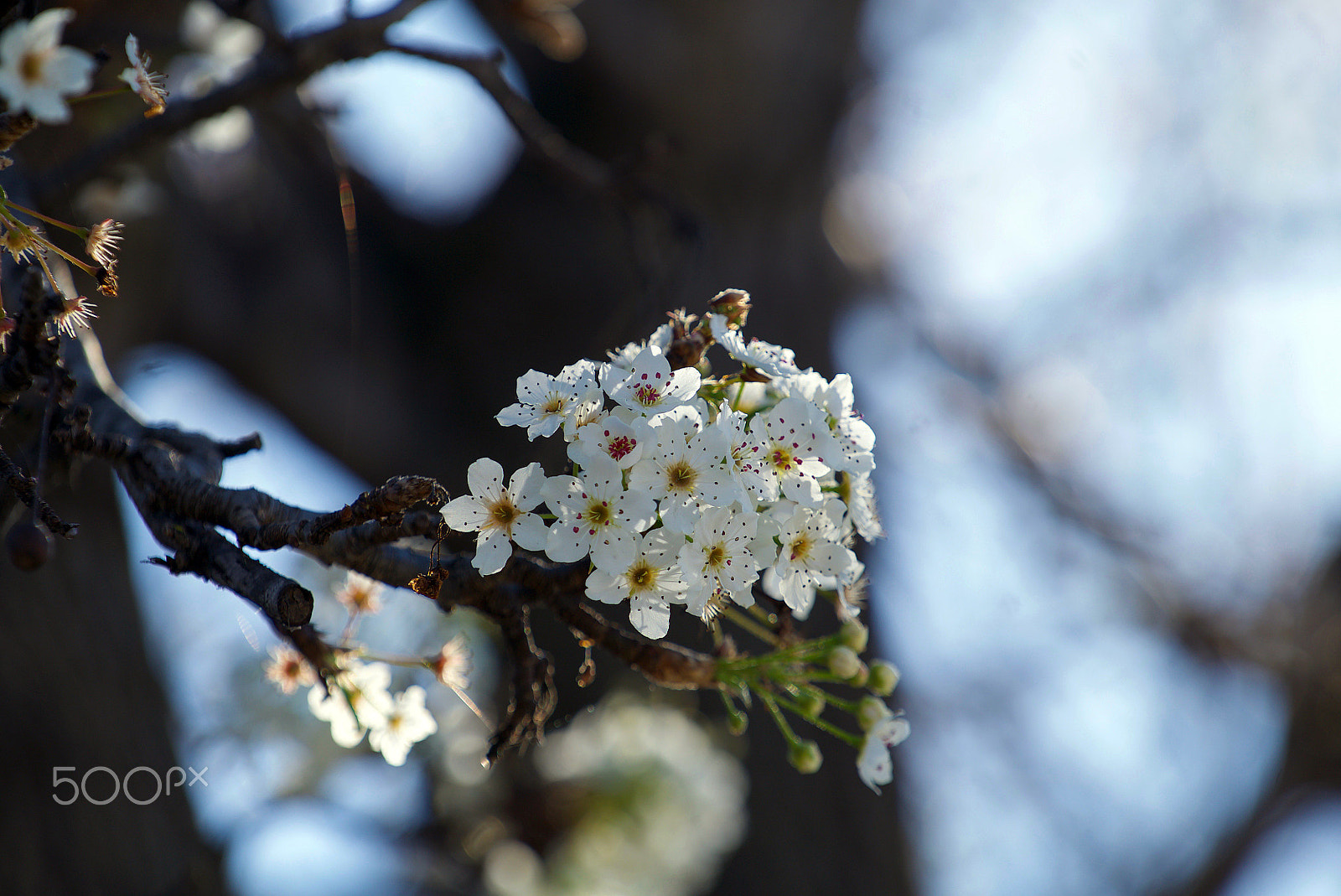 Sony FE 70-200mm F4 G OSS sample photo. Love etc photography