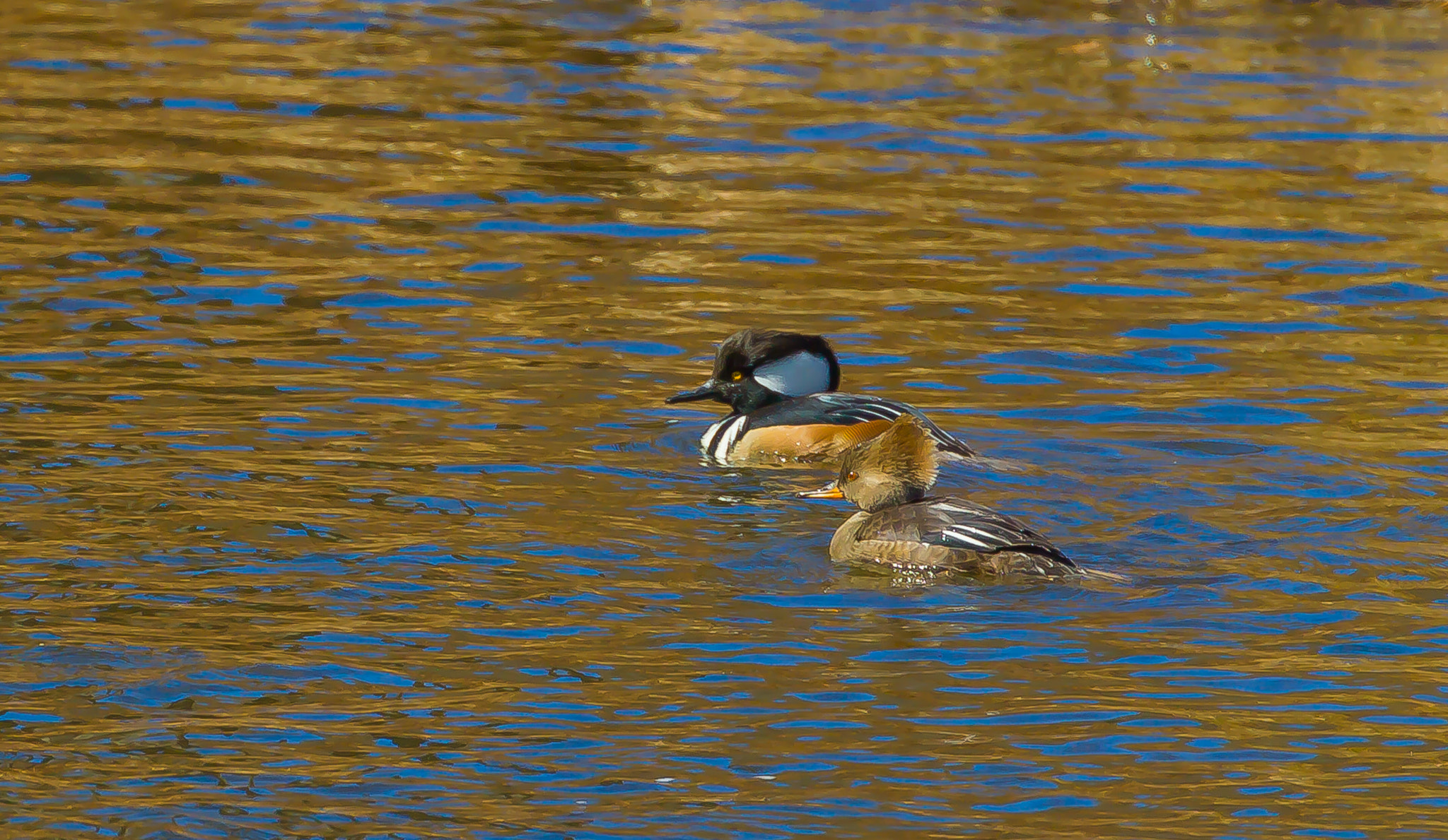 Canon EOS 550D (EOS Rebel T2i / EOS Kiss X4) + Canon EF 70-300mm F4-5.6L IS USM sample photo. Floating with my mate photography