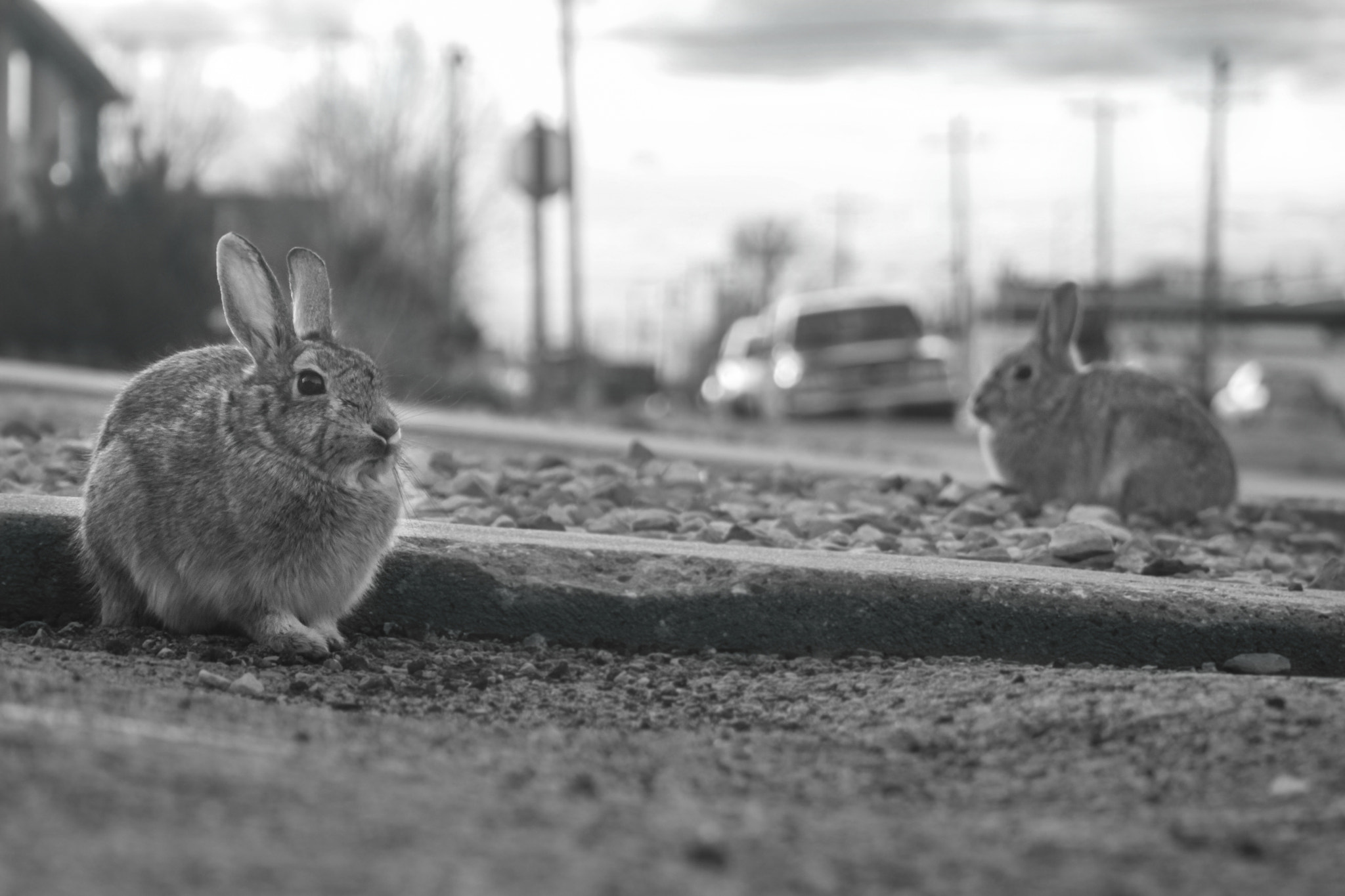 Canon EF 28-90mm f/4-5.6 USM sample photo. Los conejos de laramie photography