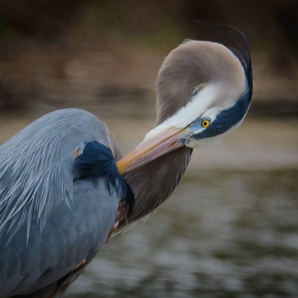 Nikon D500 + Sigma 50mm F2.8 EX DG Macro sample photo. Great blue heron photography