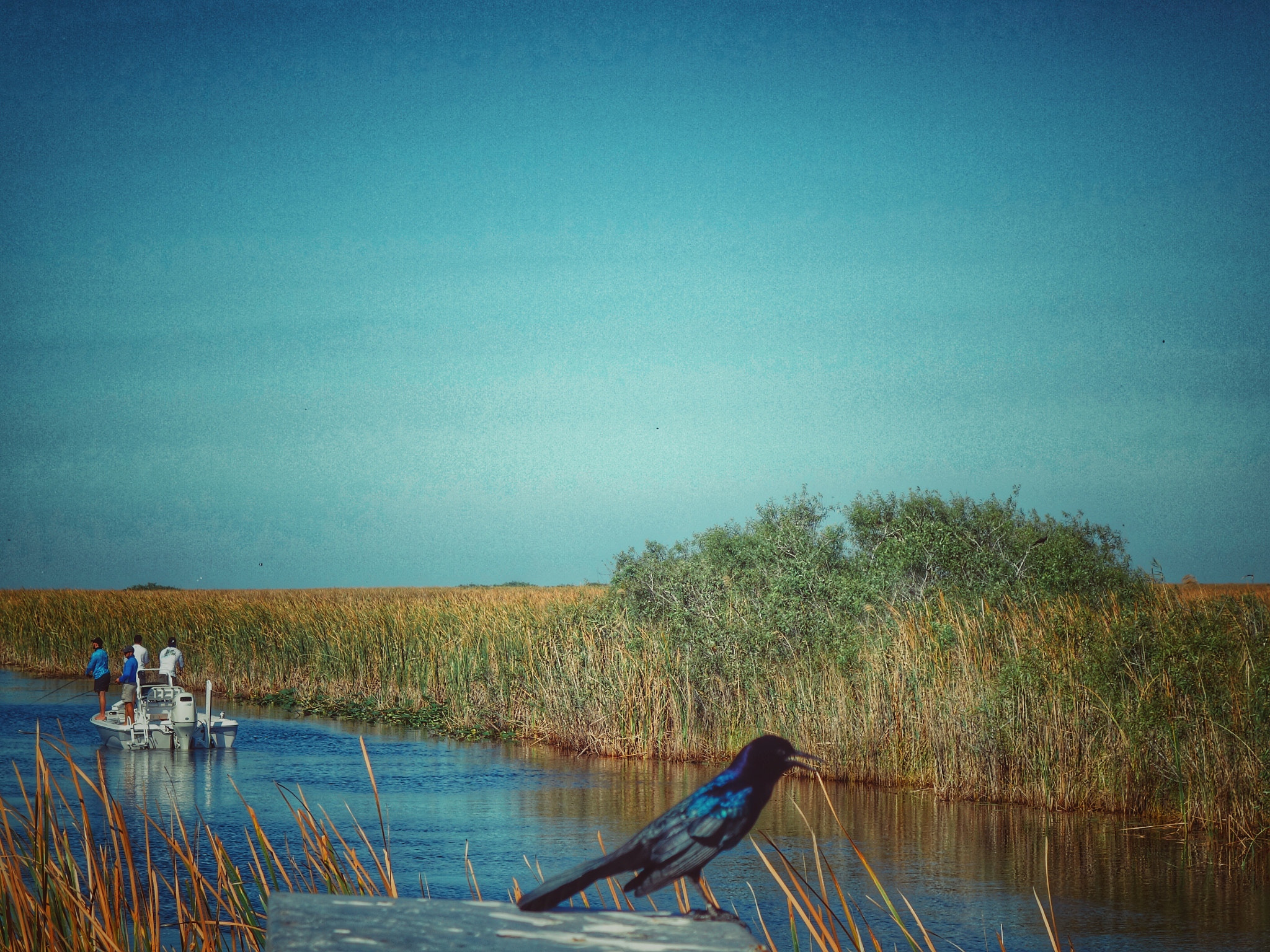 Sony 28-100mm F1.8-4.9 sample photo. Everglades wildlife preserve photography