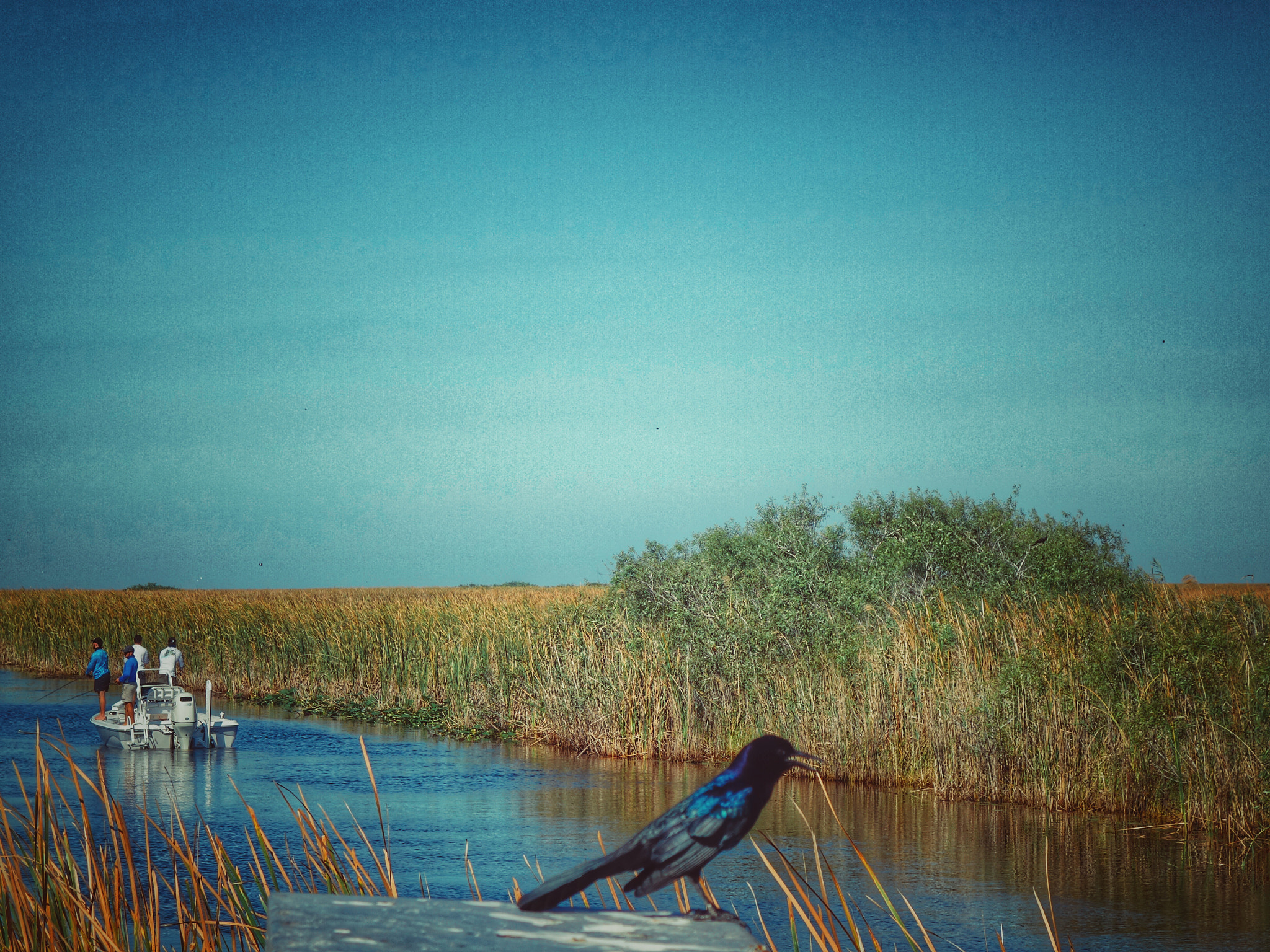 Sony Cyber-shot DSC-RX100 II sample photo. Everglades wildlife preserve photography