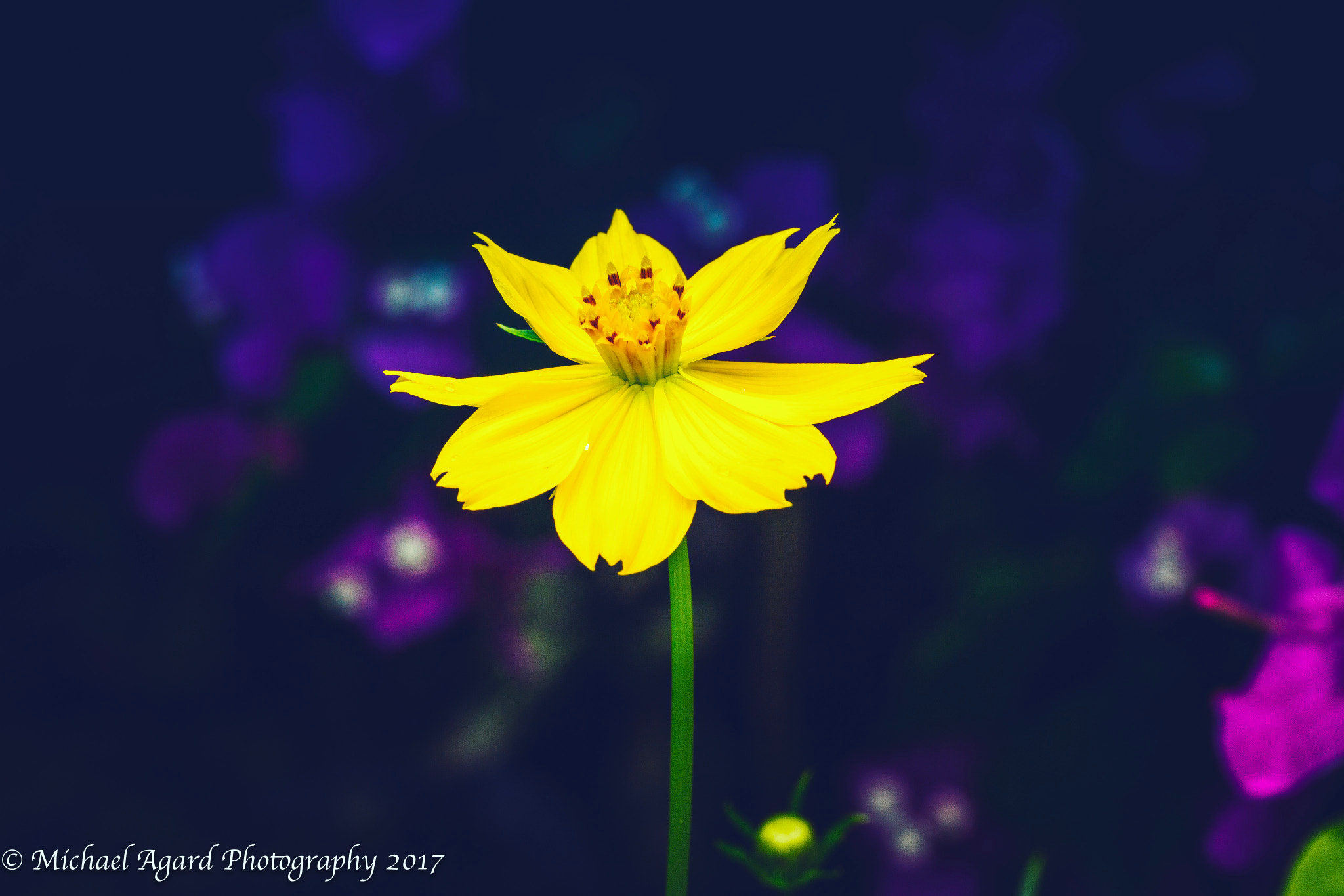 Canon EF-S 60mm F2.8 Macro USM sample photo. Pretty flower photography