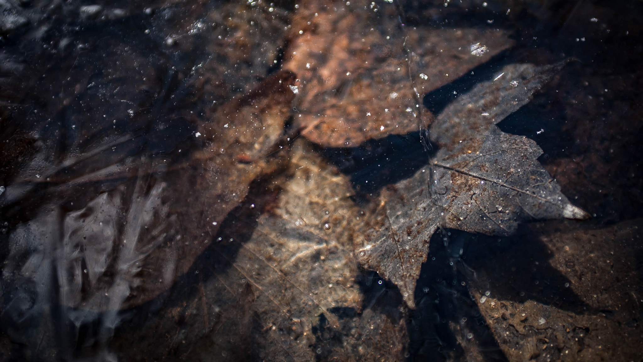 Nikon D1X sample photo. Day 70 photography