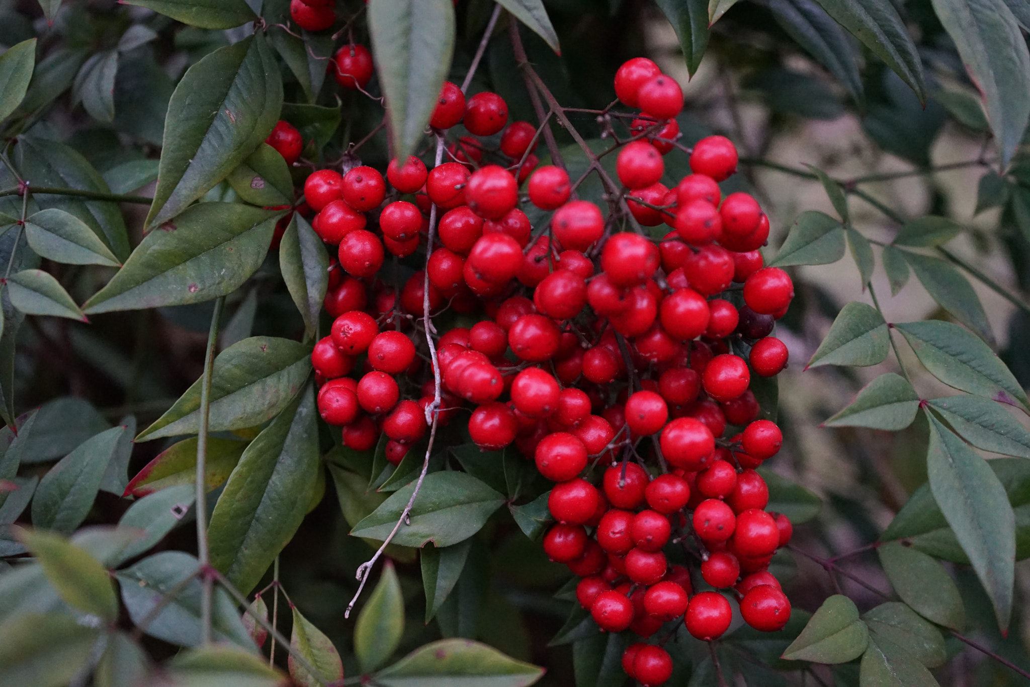 Sony a7 II sample photo. Red berries photography