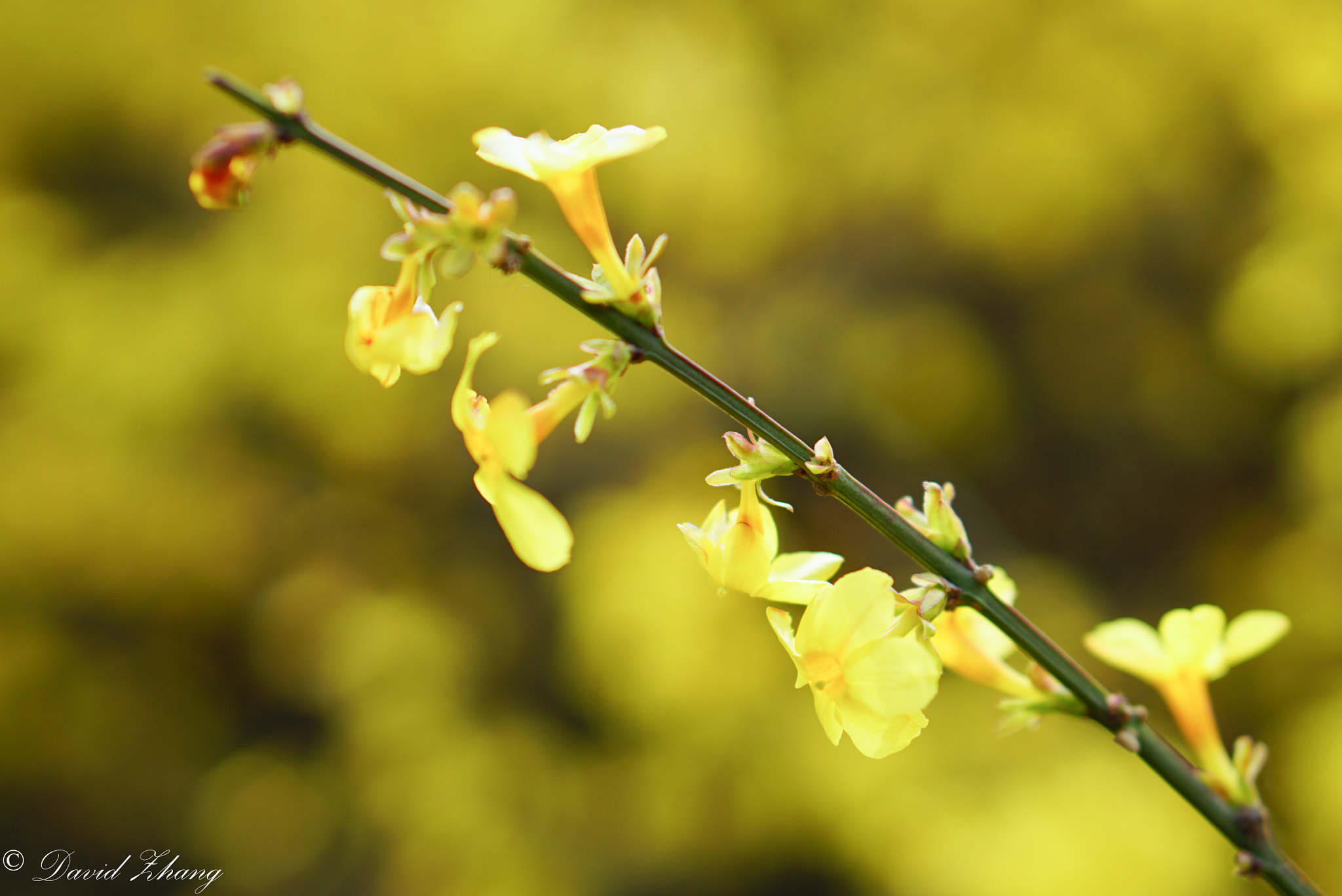 E 50mm F1.8 OSS sample photo. Spring photography