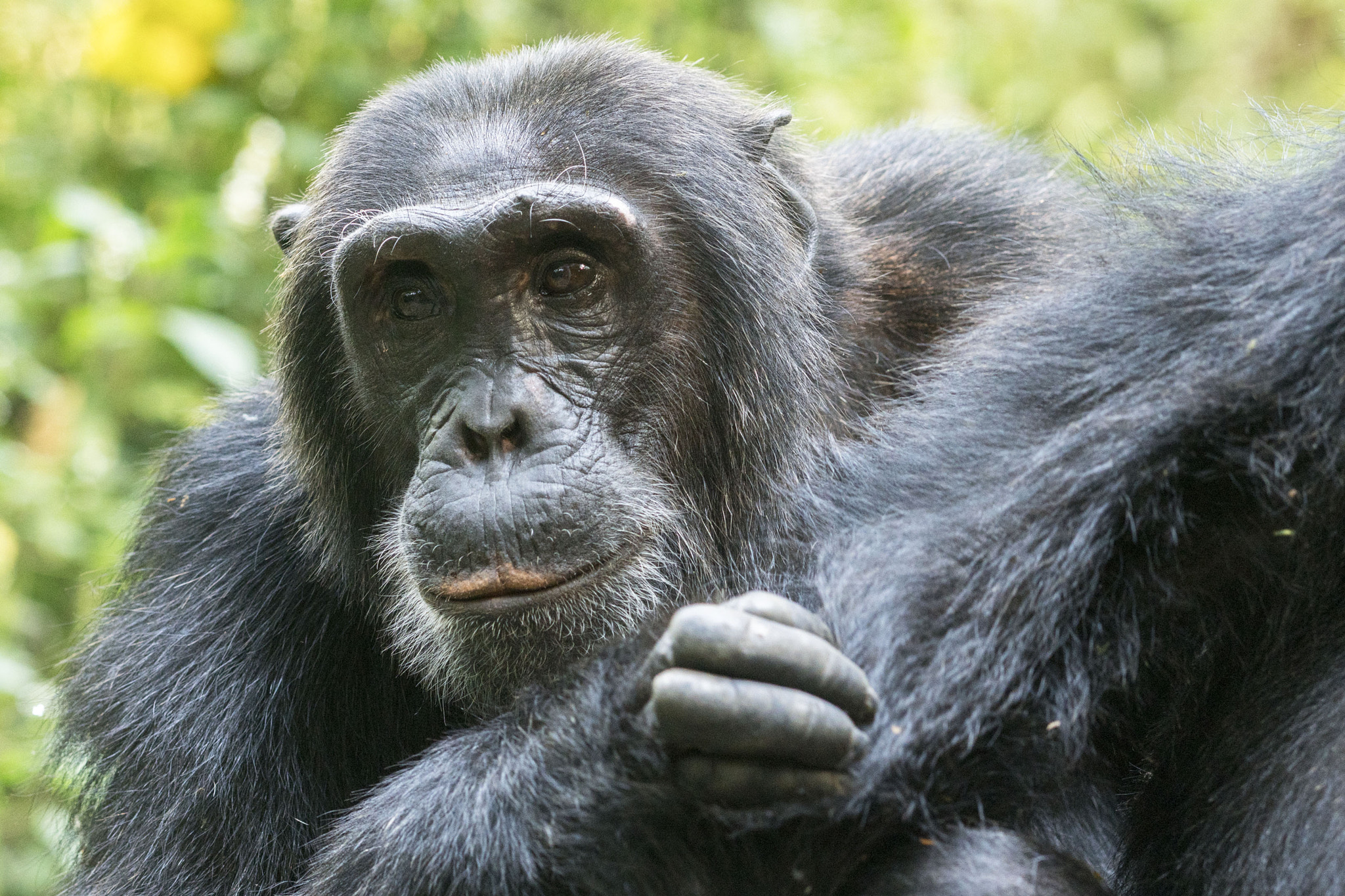 Sony Sonnar T* 135mm F1.8 ZA sample photo. Chimpansee photography