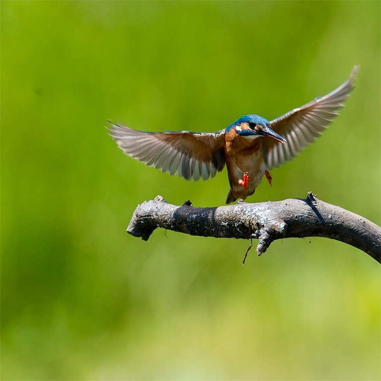 Nikon D4 sample photo. Kingfisher photography