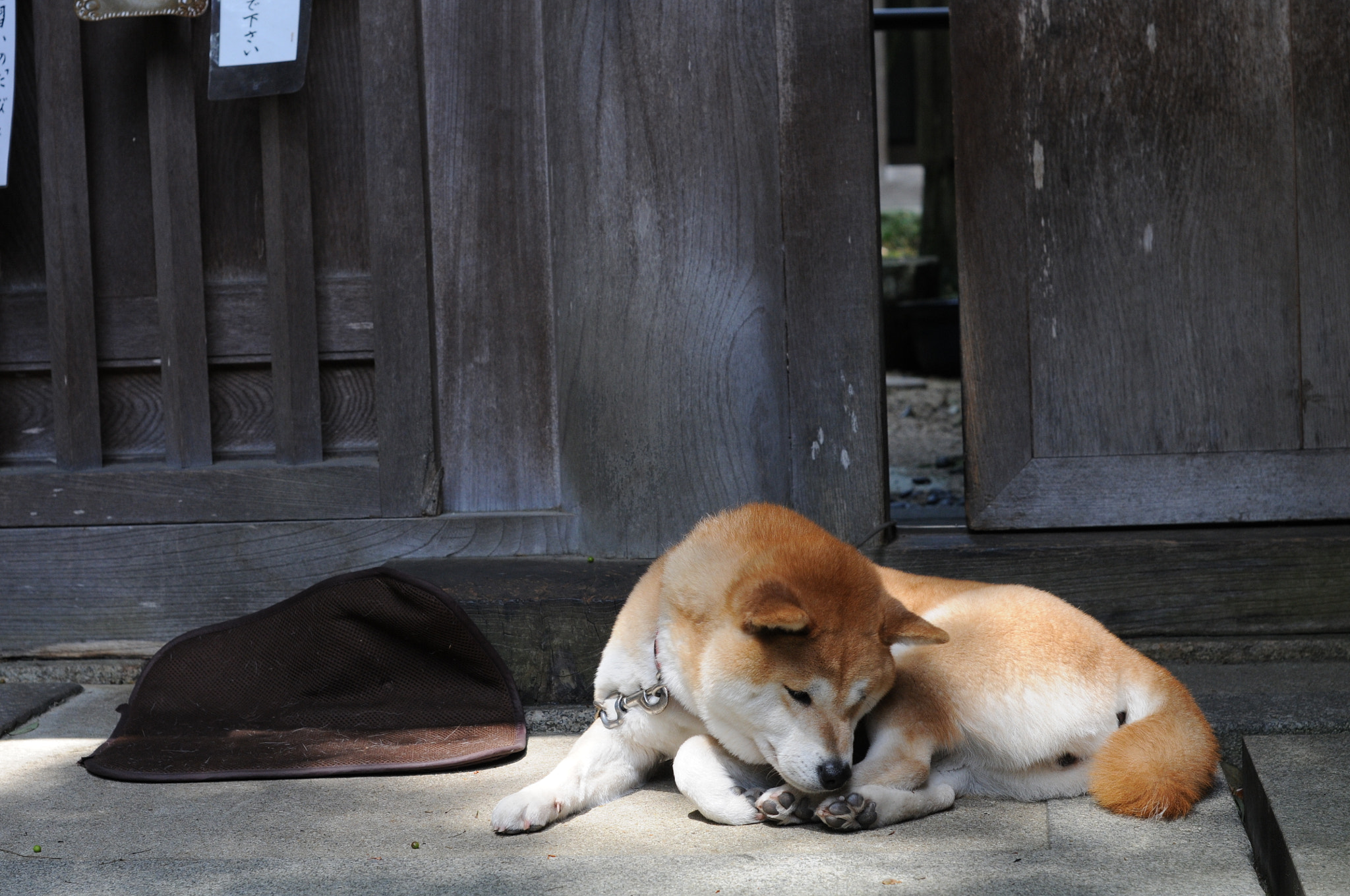 Nikon D300 + Nikon AF-S Nikkor 50mm F1.4G sample photo. Shibainu photography