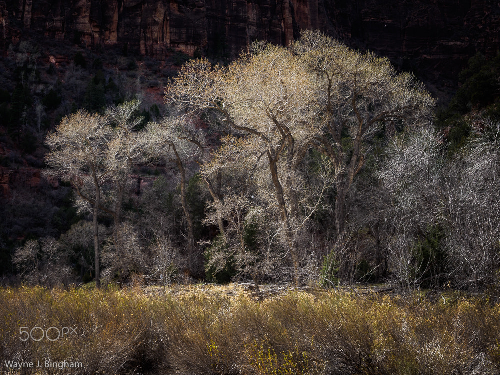 OLYMPUS M.14-150mm F4.0-5.6 II sample photo. Zion national park vii photography