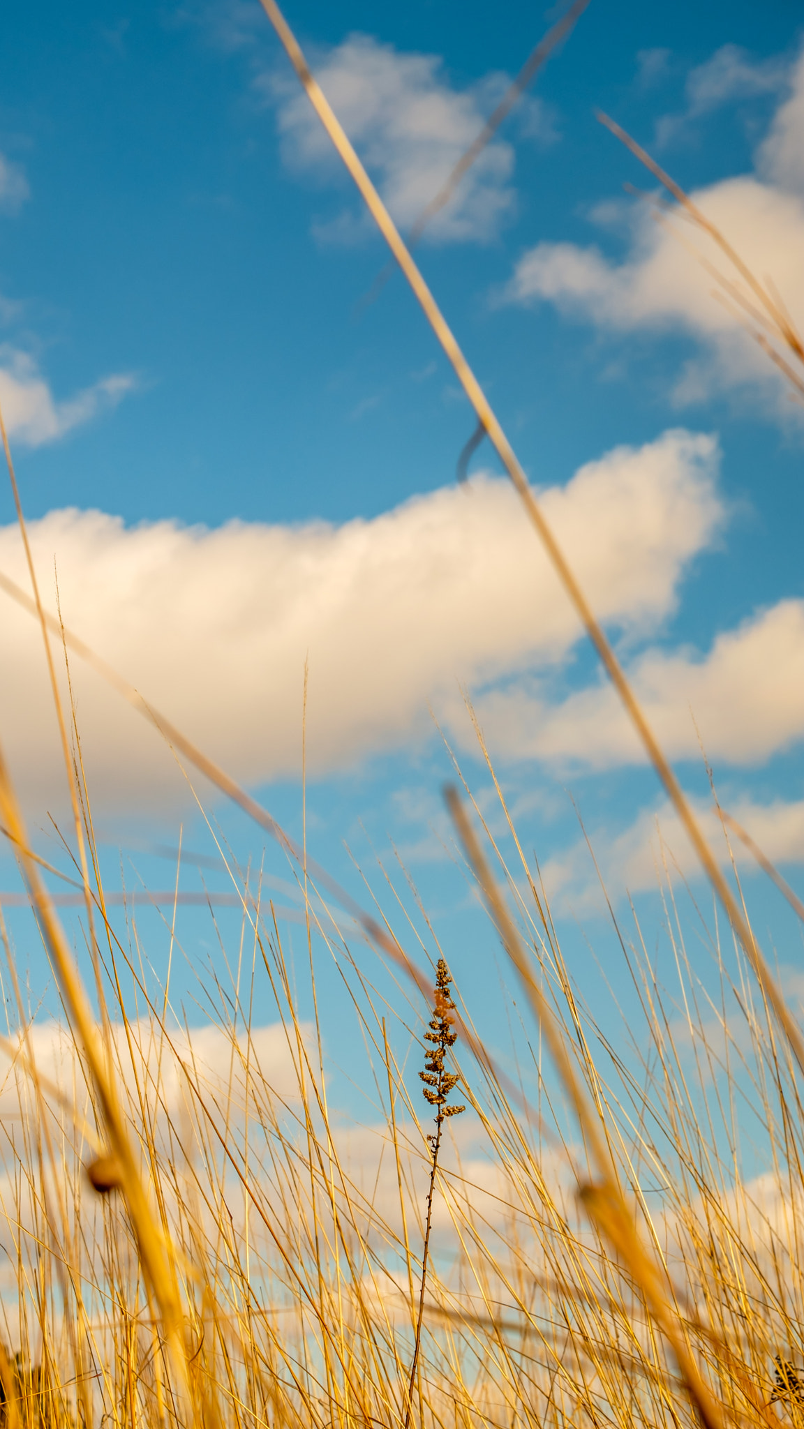 Fujifilm X-Pro2 + Fujifilm XF 55-200mm F3.5-4.8 R LM OIS sample photo. Straw photography