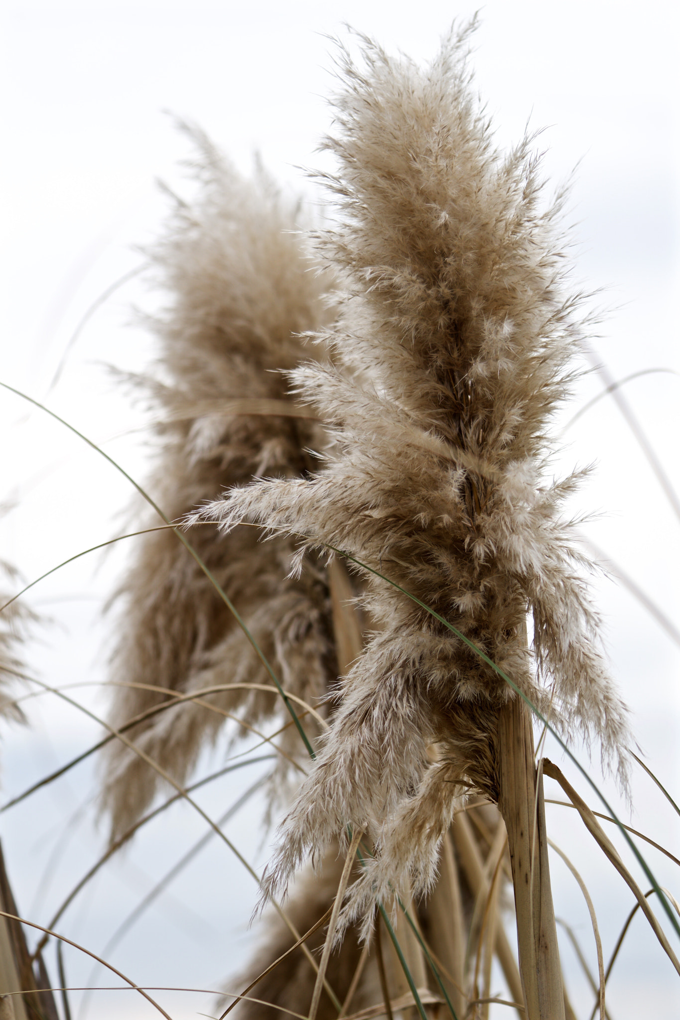 Sony a6000 + Sony FE 90mm F2.8 Macro G OSS sample photo. Wheat photography