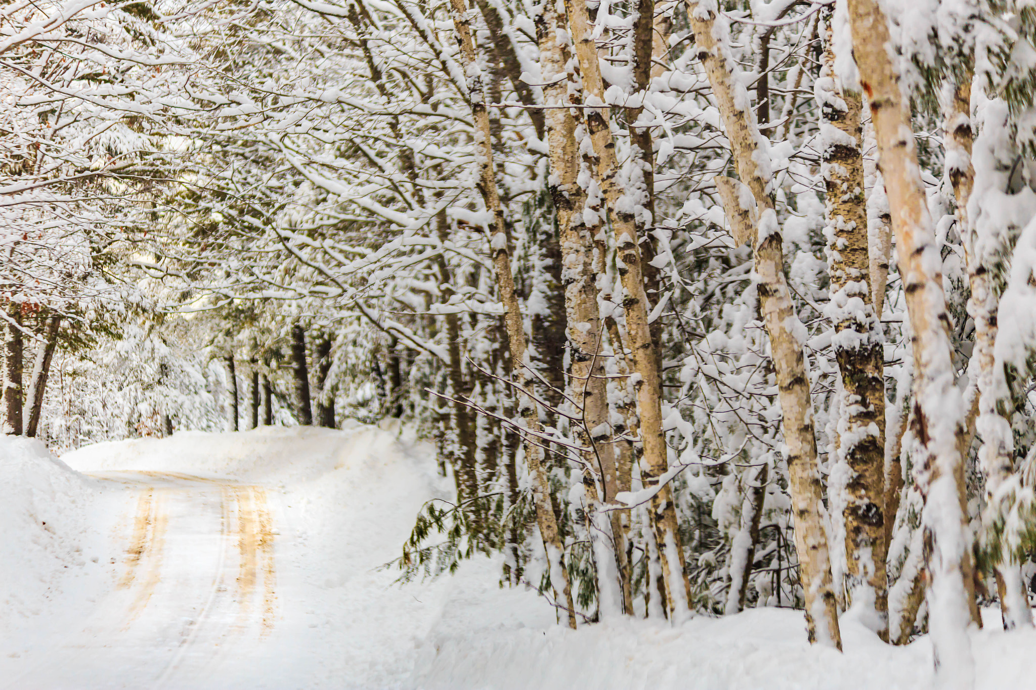 Canon EOS 6D + Canon EF 75-300mm F4.0-5.6 IS USM sample photo. Winter woods photography